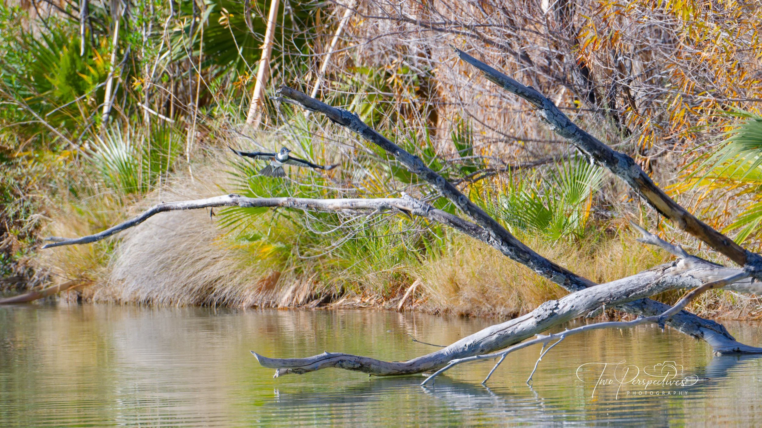 Aqua Caliente Park Pond, Tucson AZ.jpg