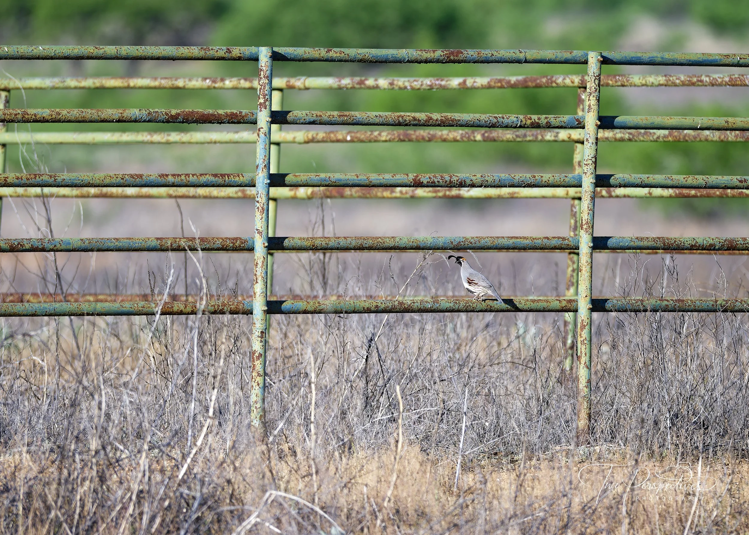 Gambel's Quail on a Fence.jpg
