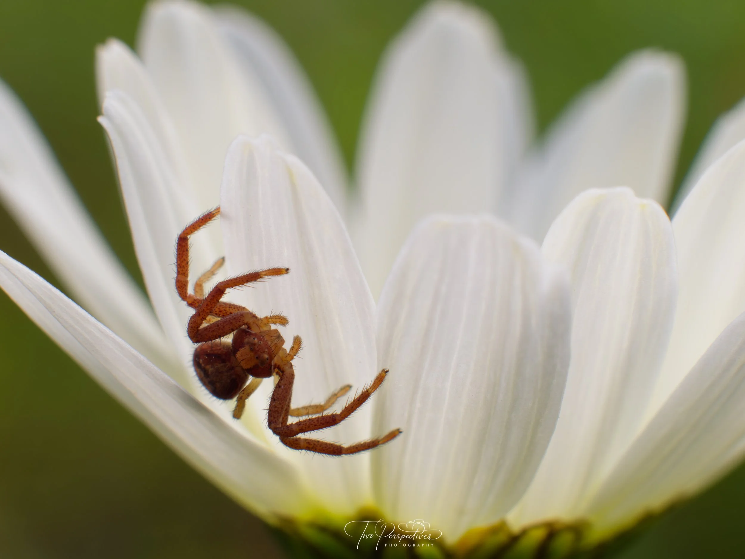 Brown Crab Spider.jpg