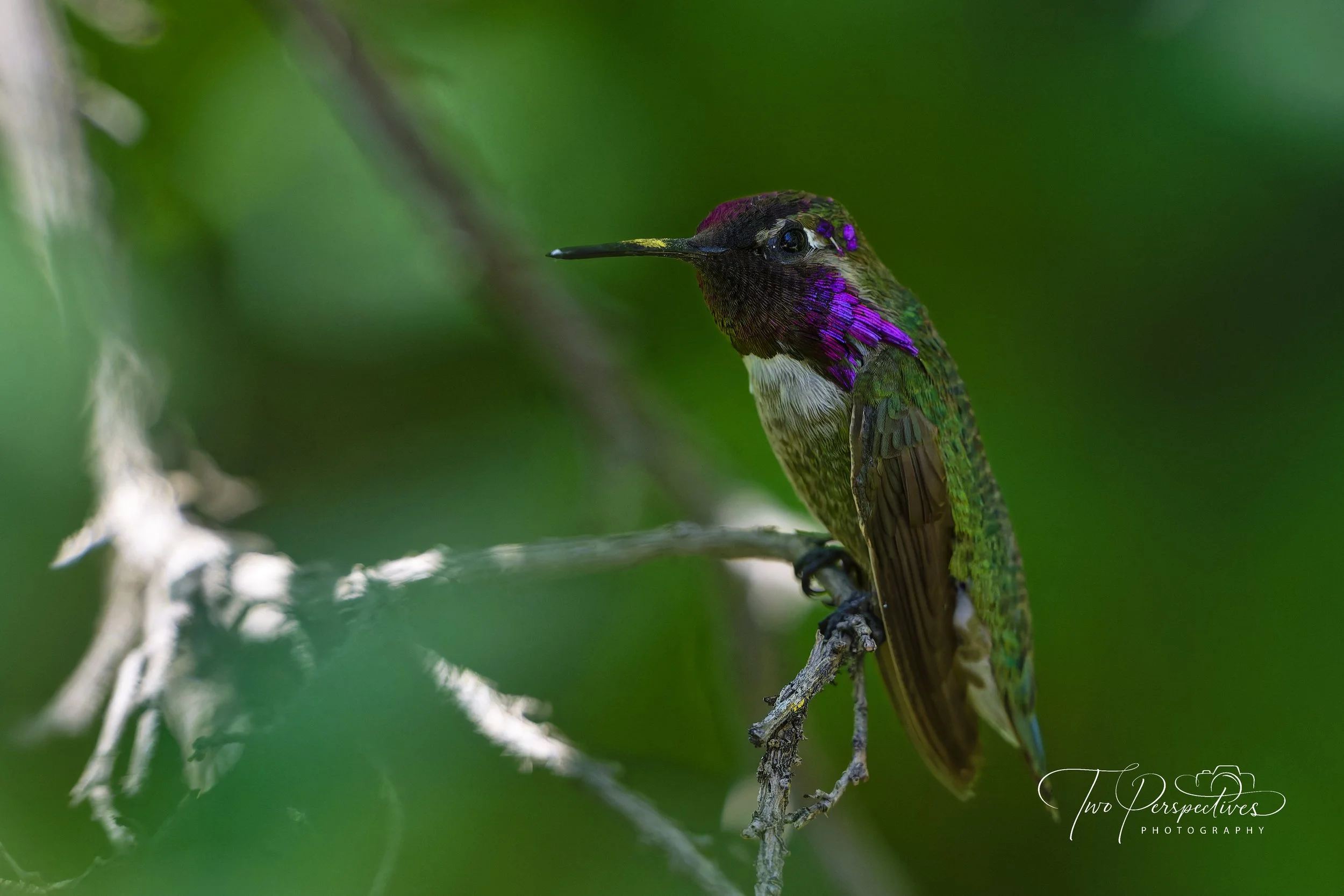 Male Costa's Hummingbird 4.jpg