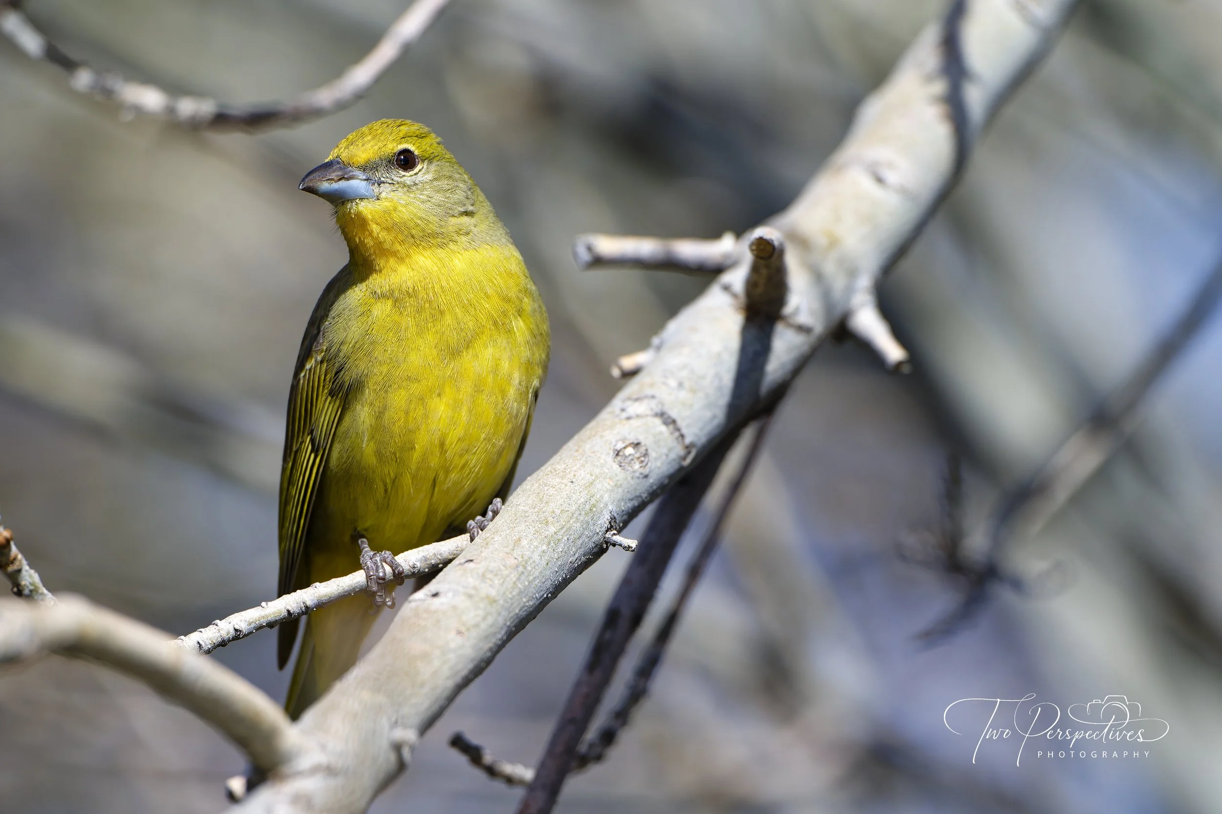 Female Summer Tanager.jpg