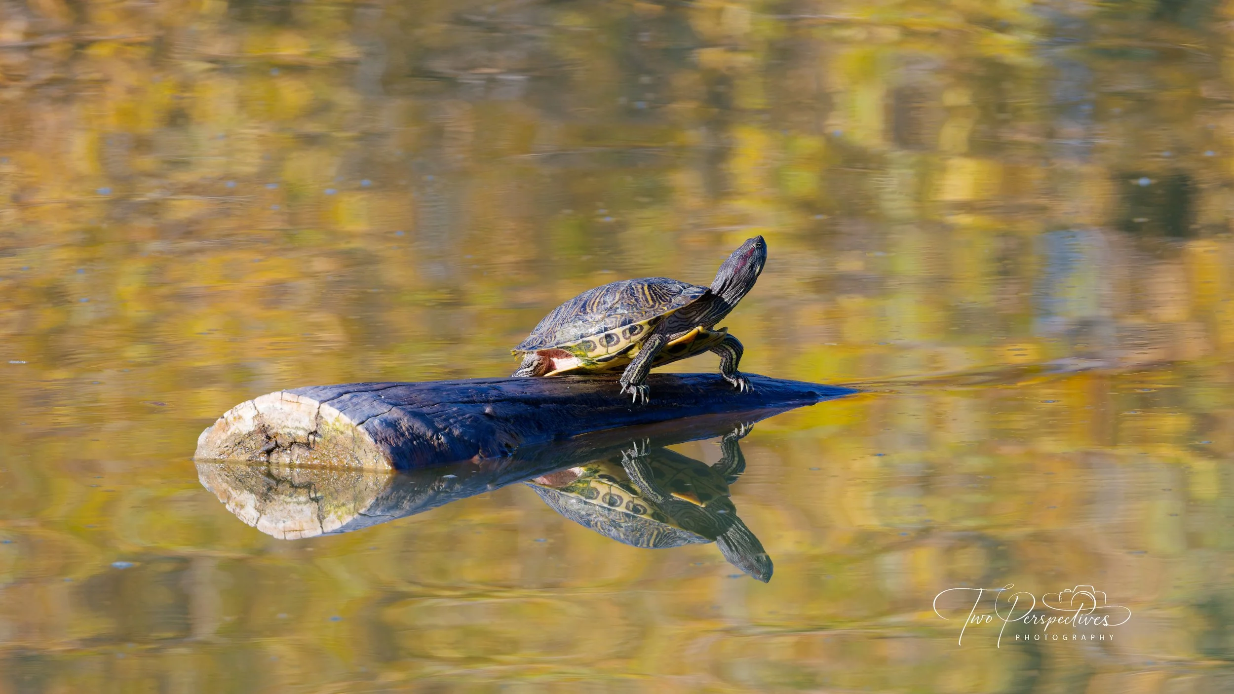 Red-eared Slider Turtle.jpg