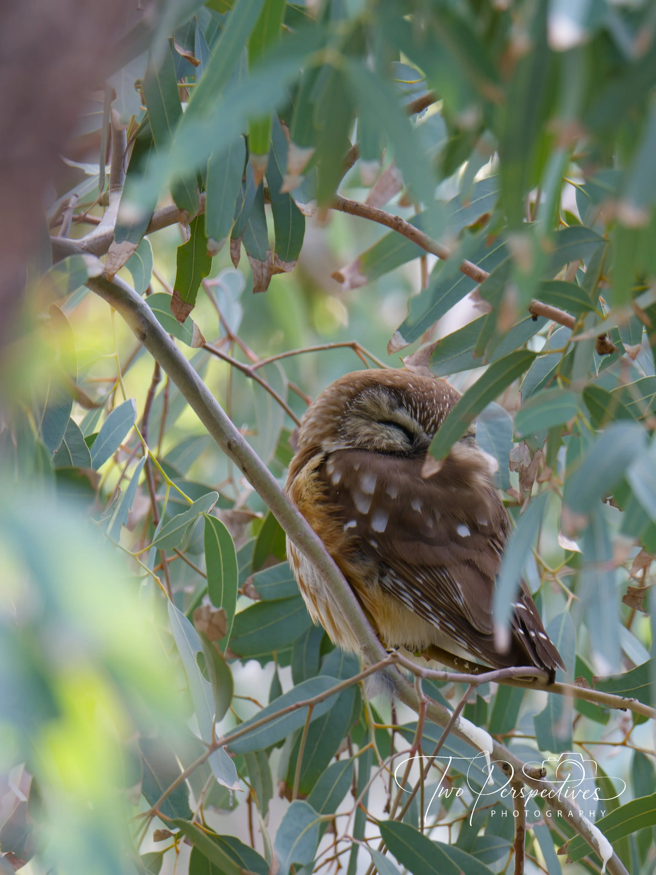 Northern Saw-whet Owl .jpg