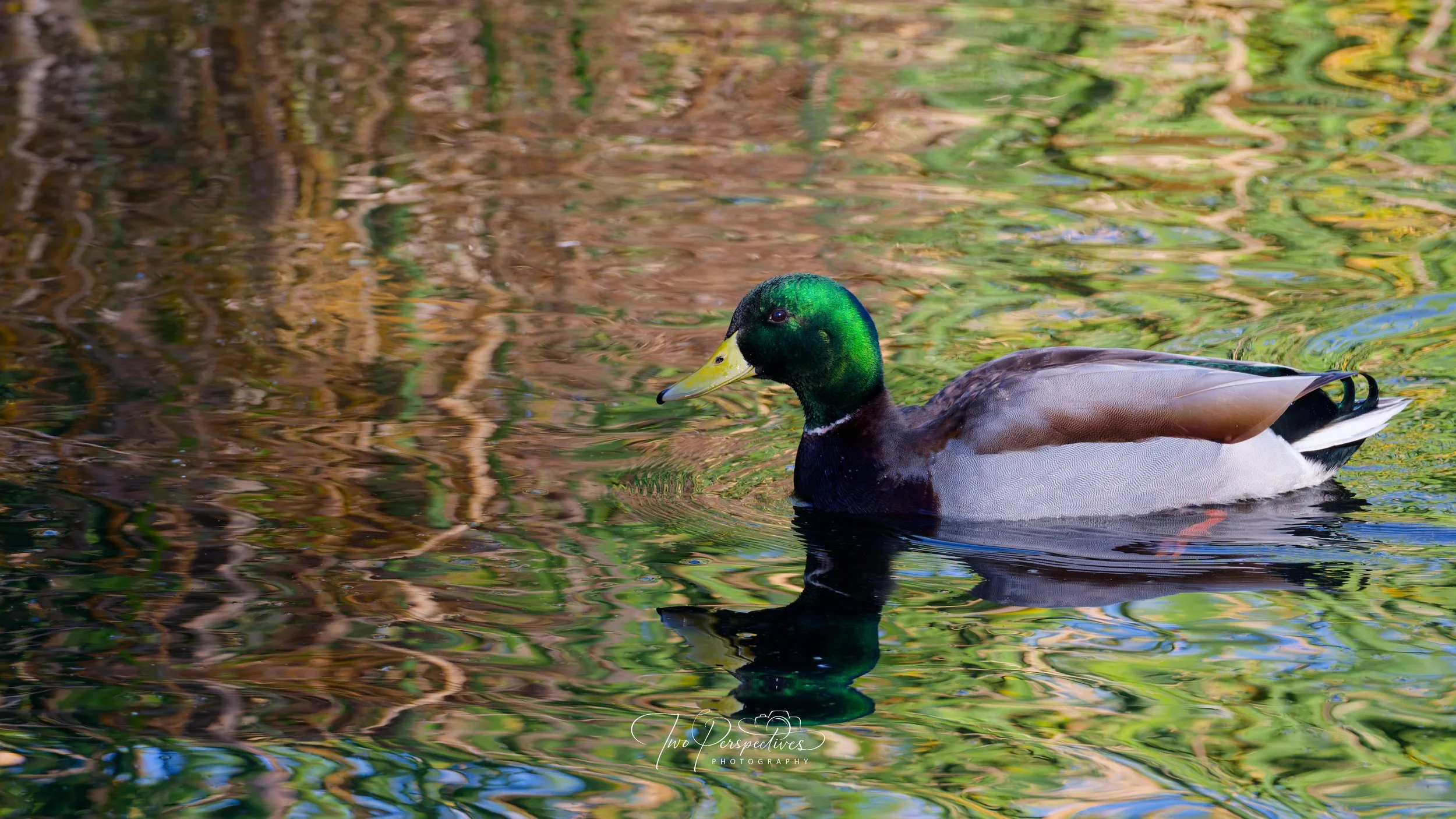 Male Mallard Duck 2.jpg