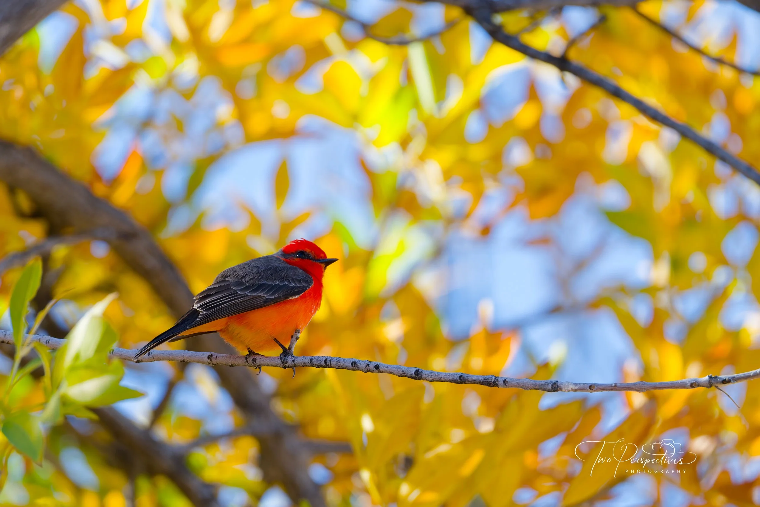 Male Vermilion Flycatcher.jpg