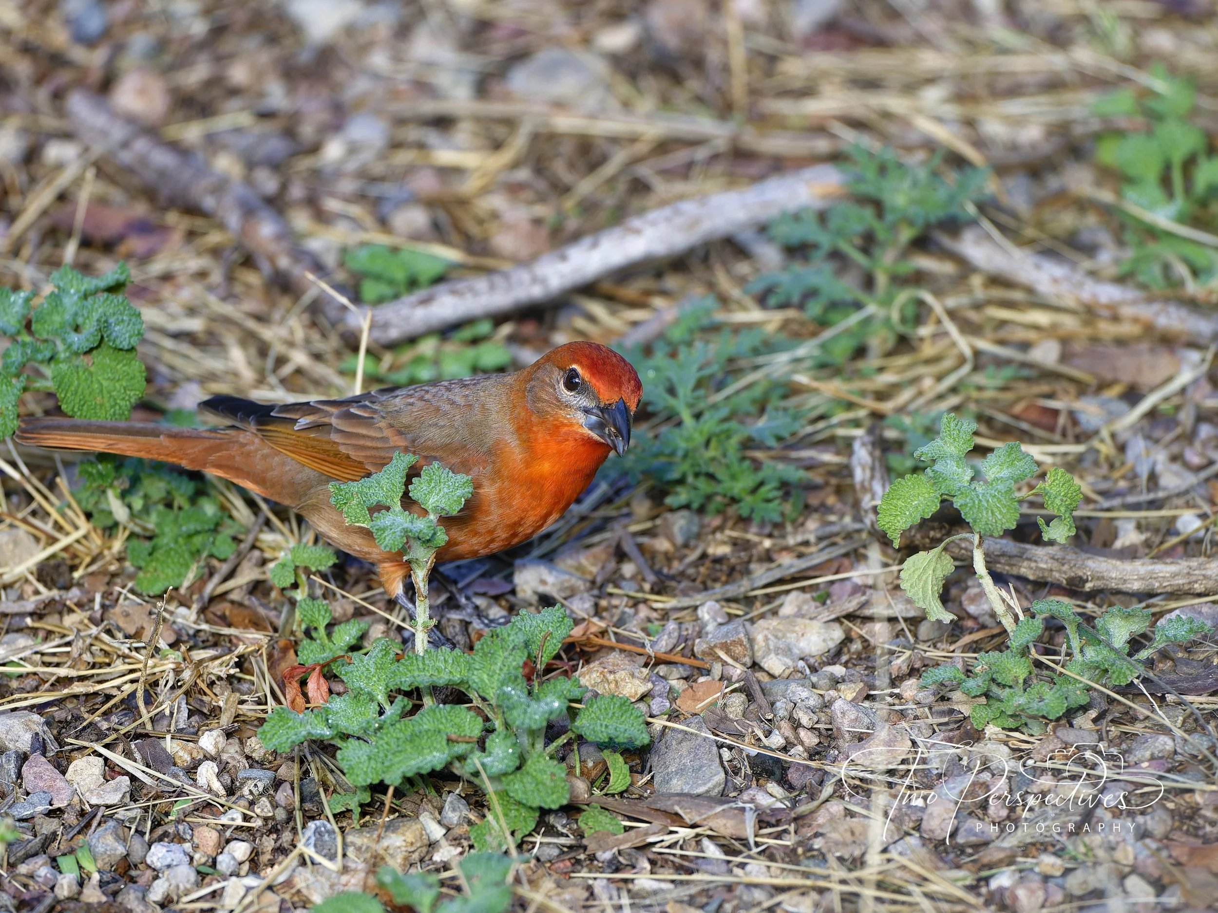 Male Hepatic Tanager.jpg