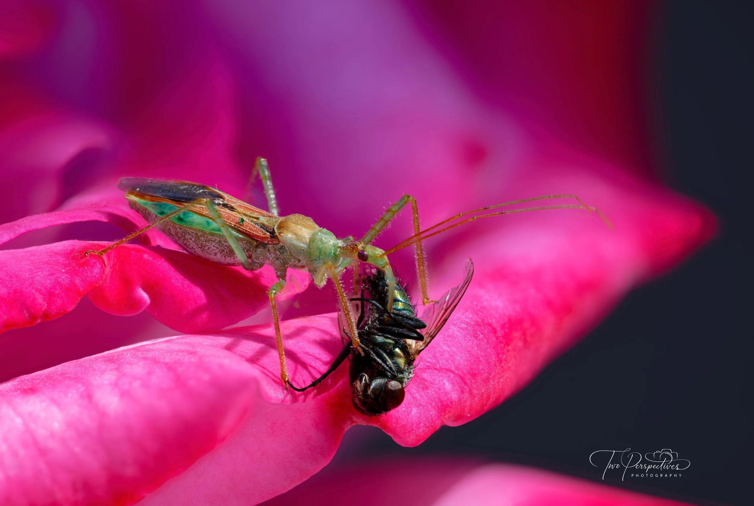 Assasin Bug eating a fly on Rose.jpg