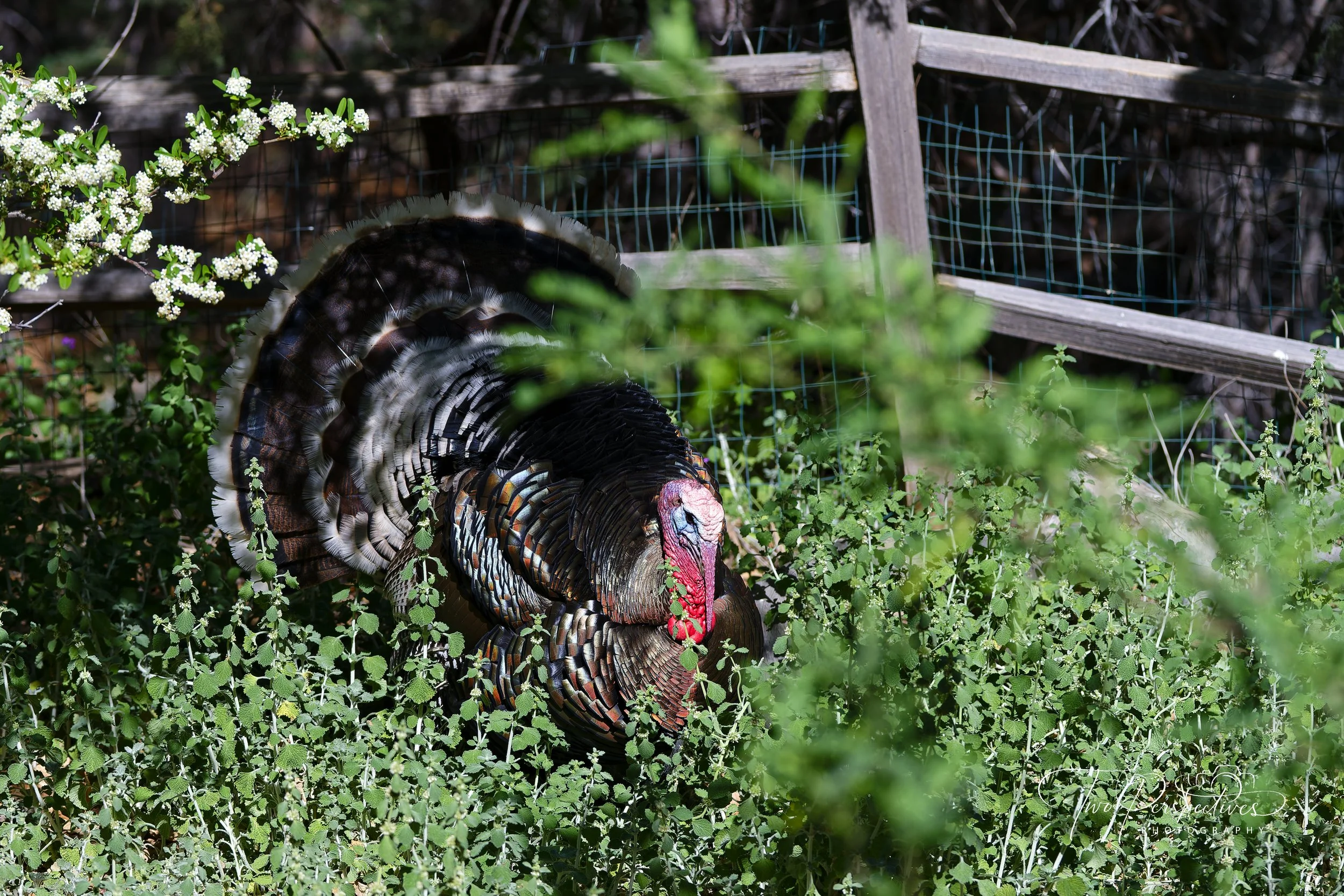 Male Wild Turkey.jpg