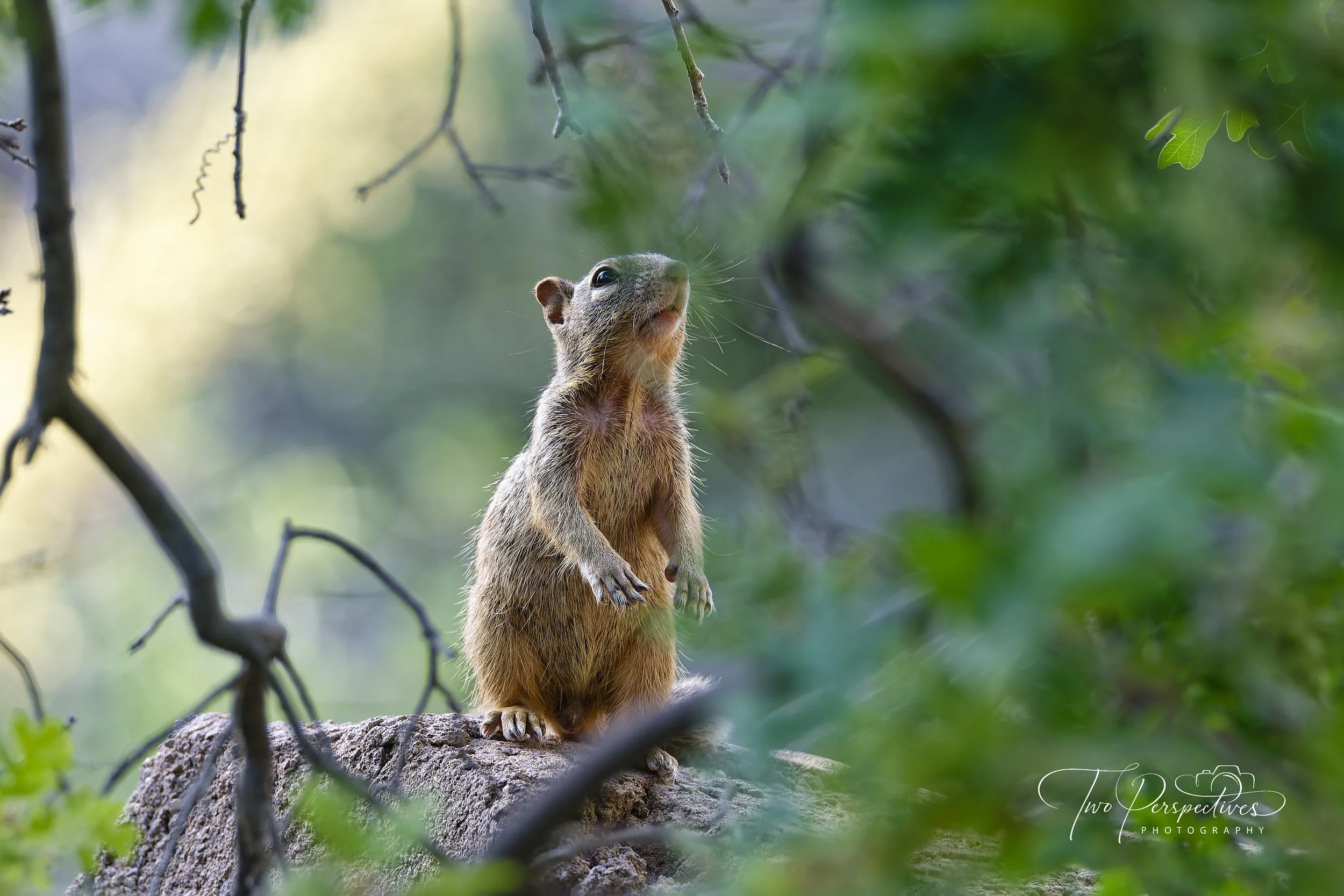 Rock Squirrel.jpg