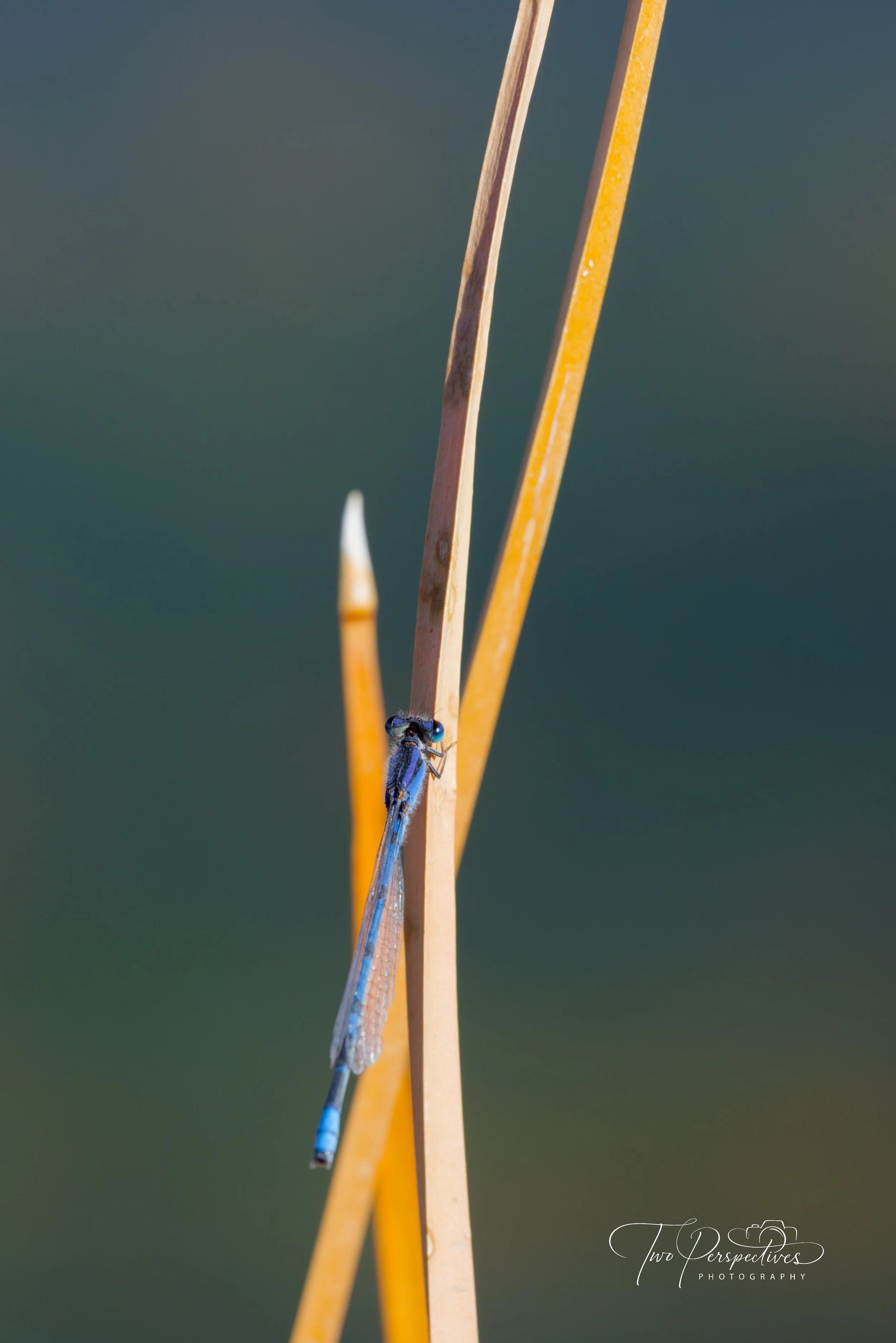 Male Familiar Bluet Dragonfly 2.jpg