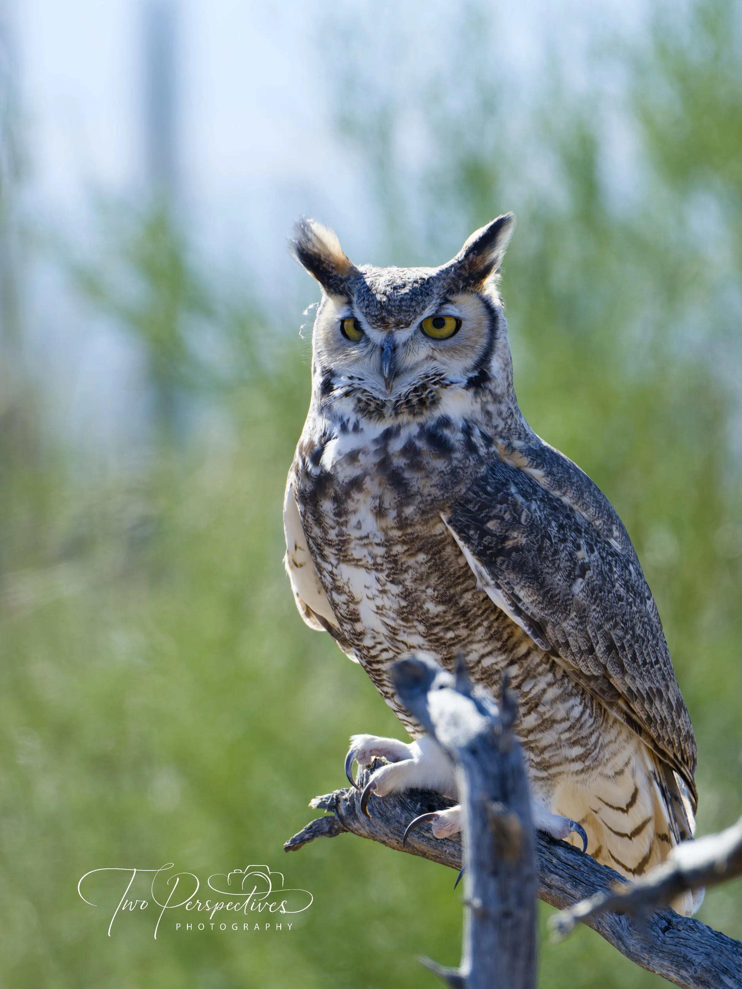 Great Horned Owl 2.jpg