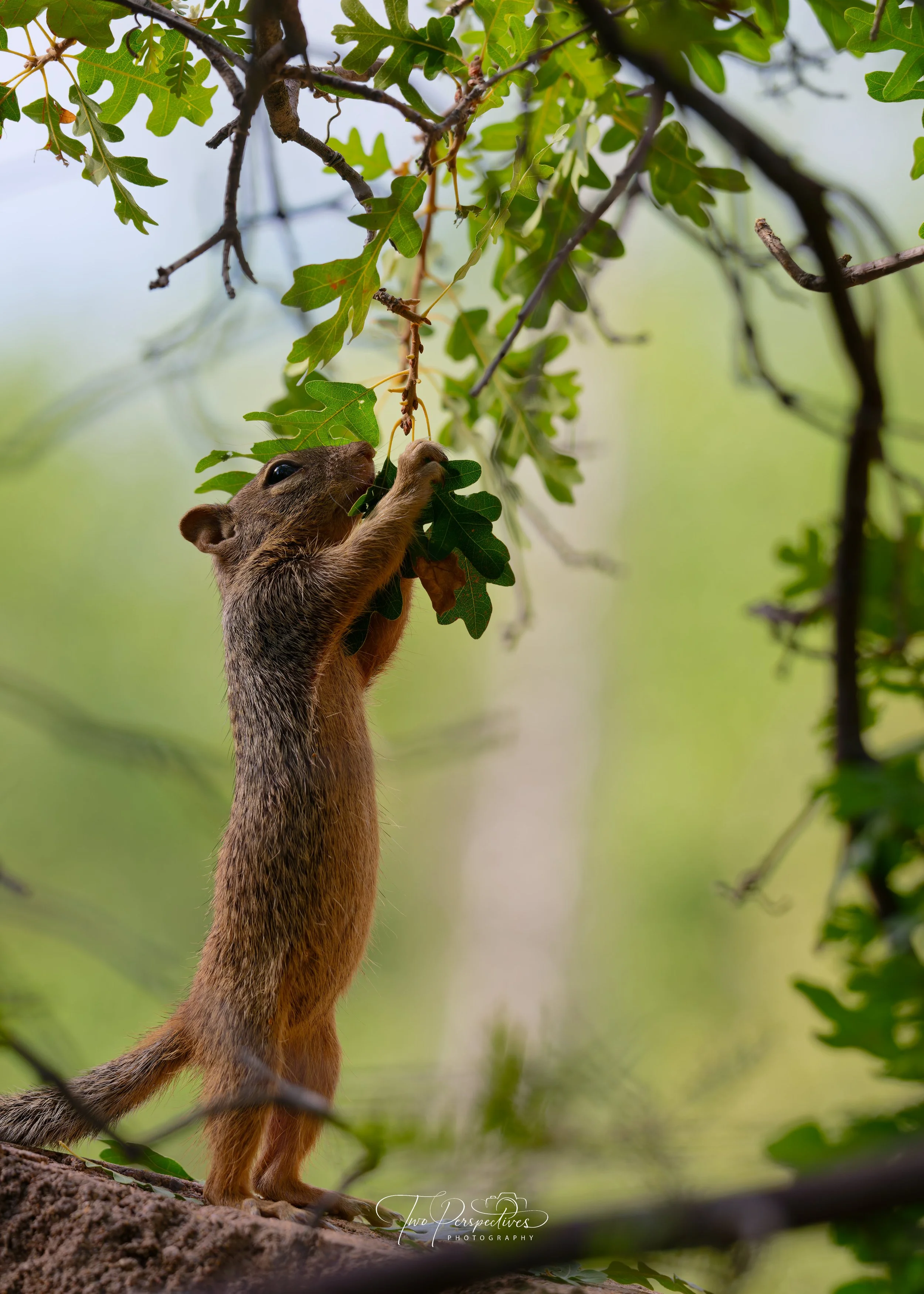 Rock Squirrel 3.jpg