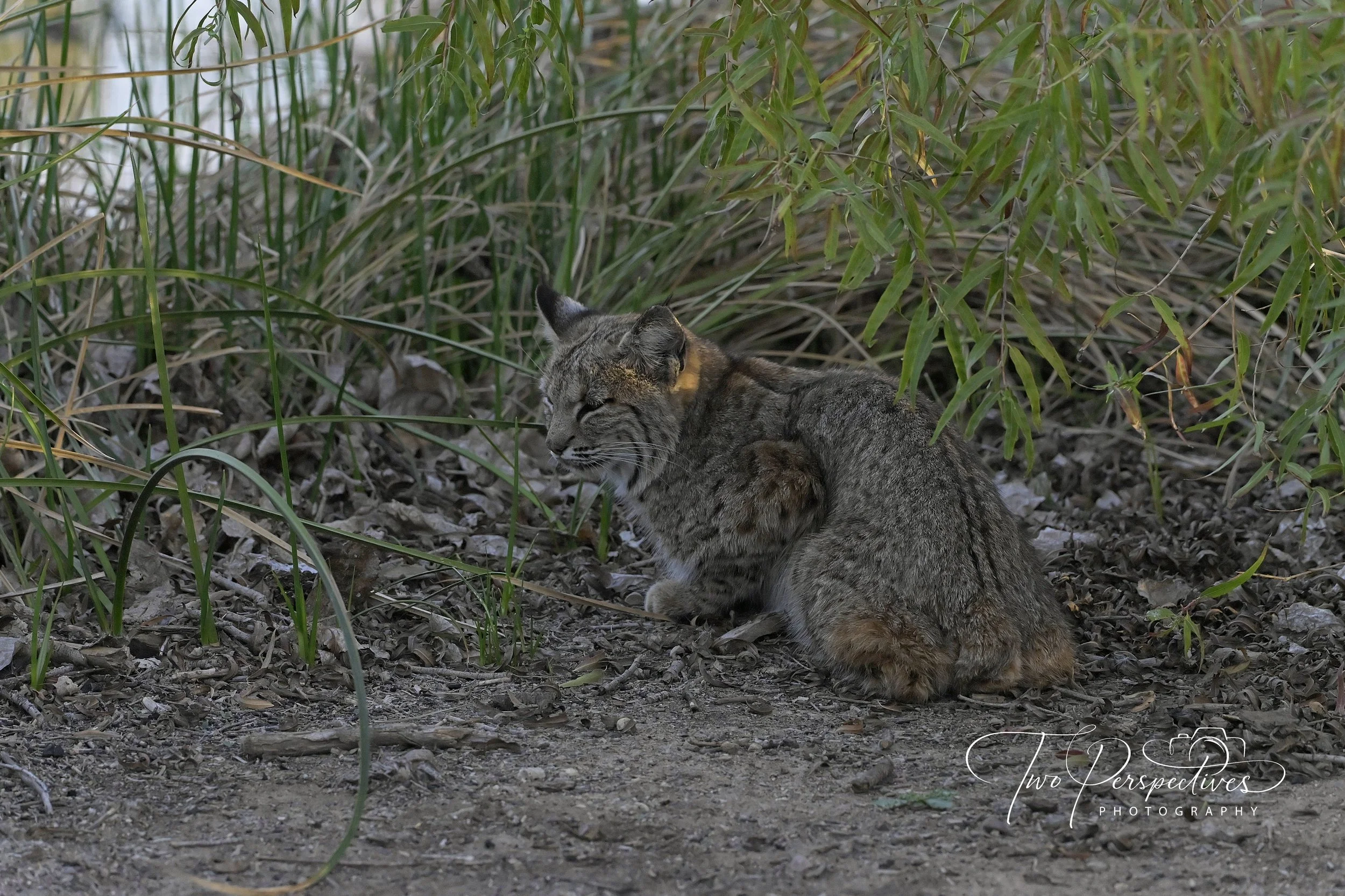 Bobcat Sweetwater Wetlands Tucson AZ.jpg