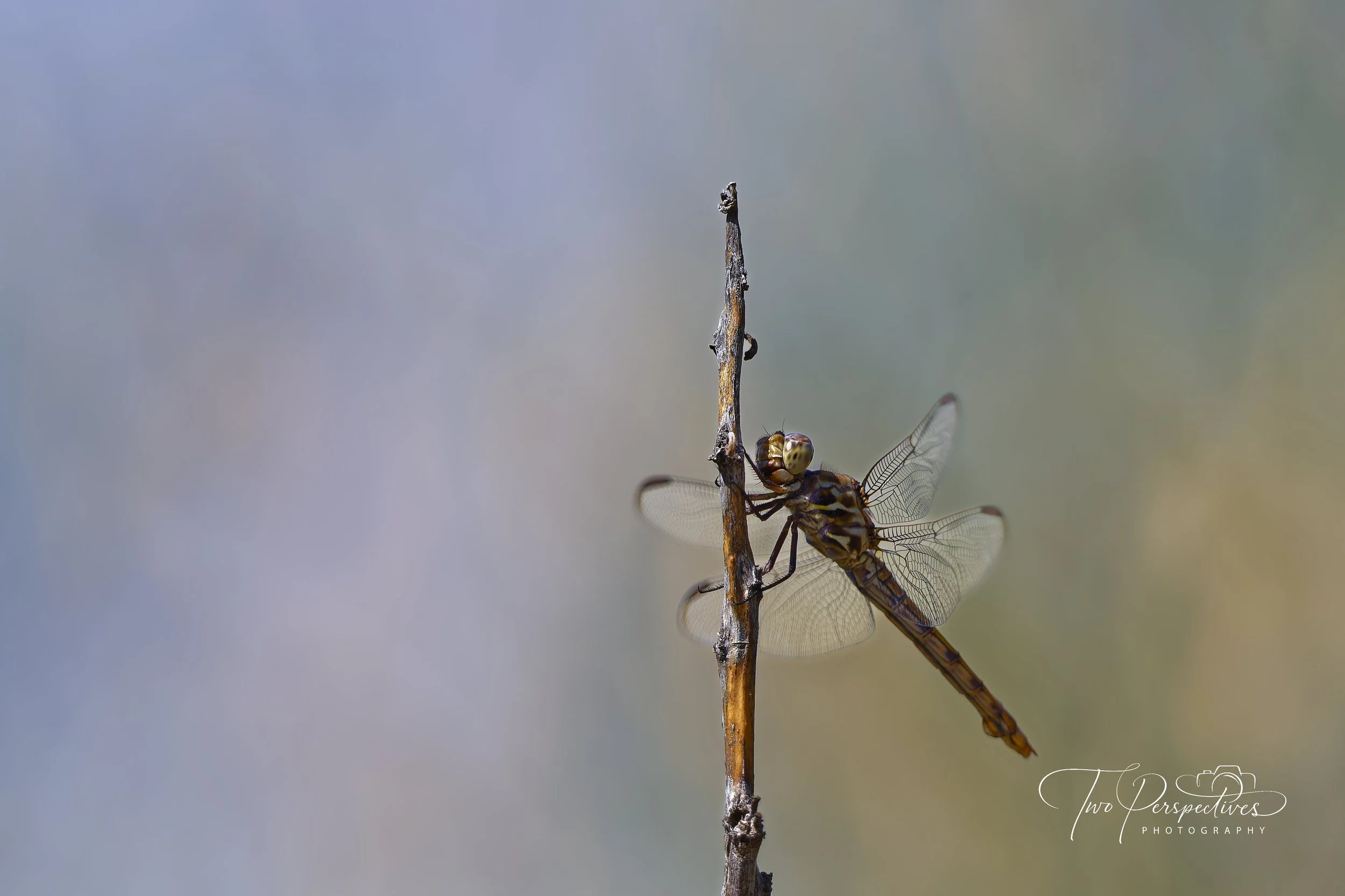 Female Roseate Skimmer Dragonfly Southwest AZ.jpg