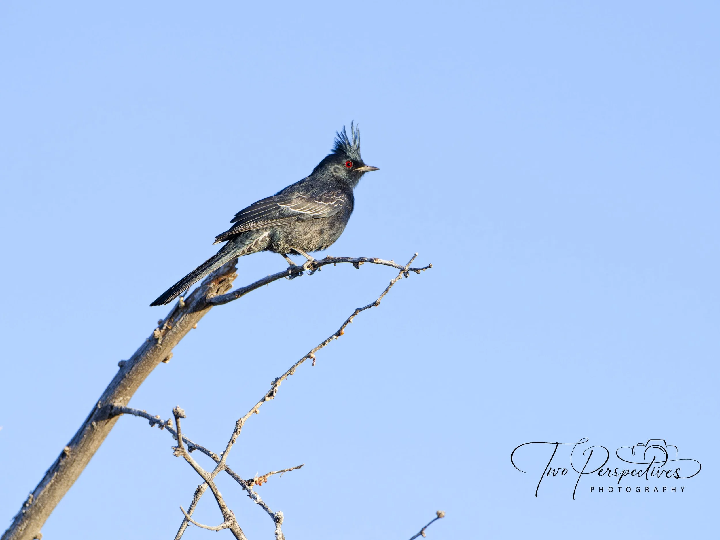 Phainopepla.jpg