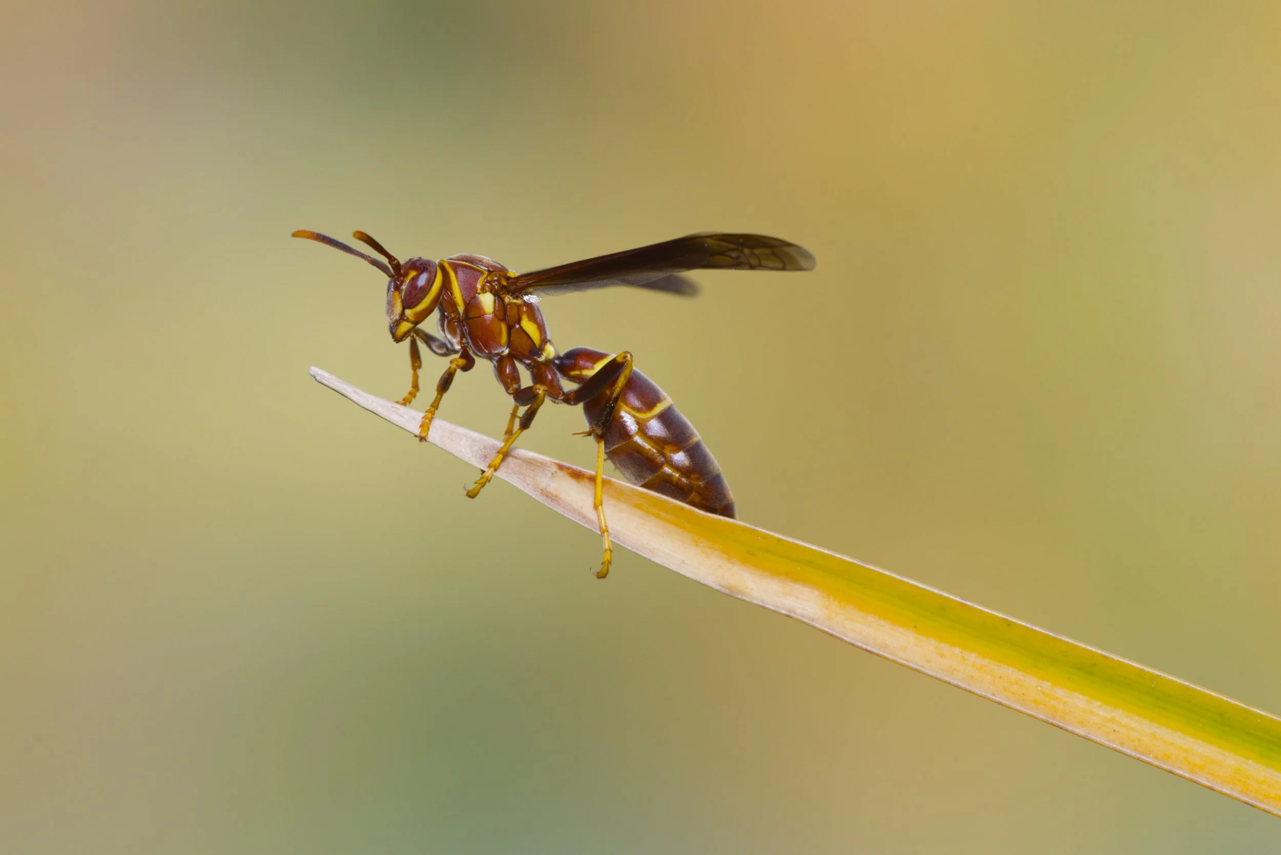 Paper Wasp 3.jpg