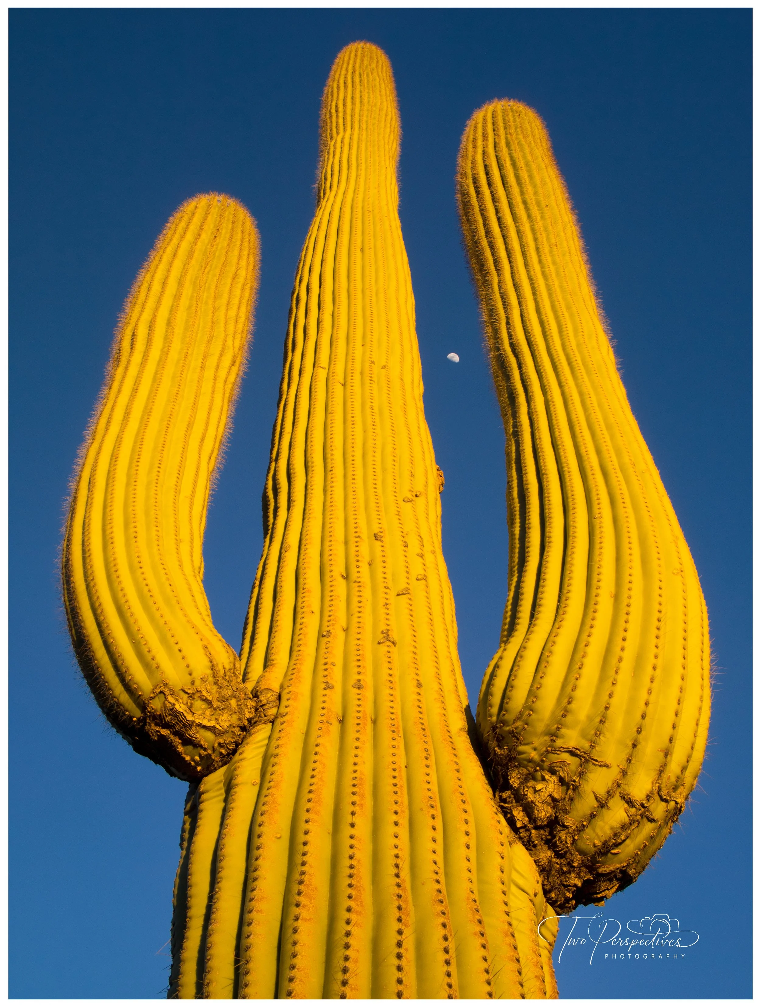Saguaro Cactus.jpg