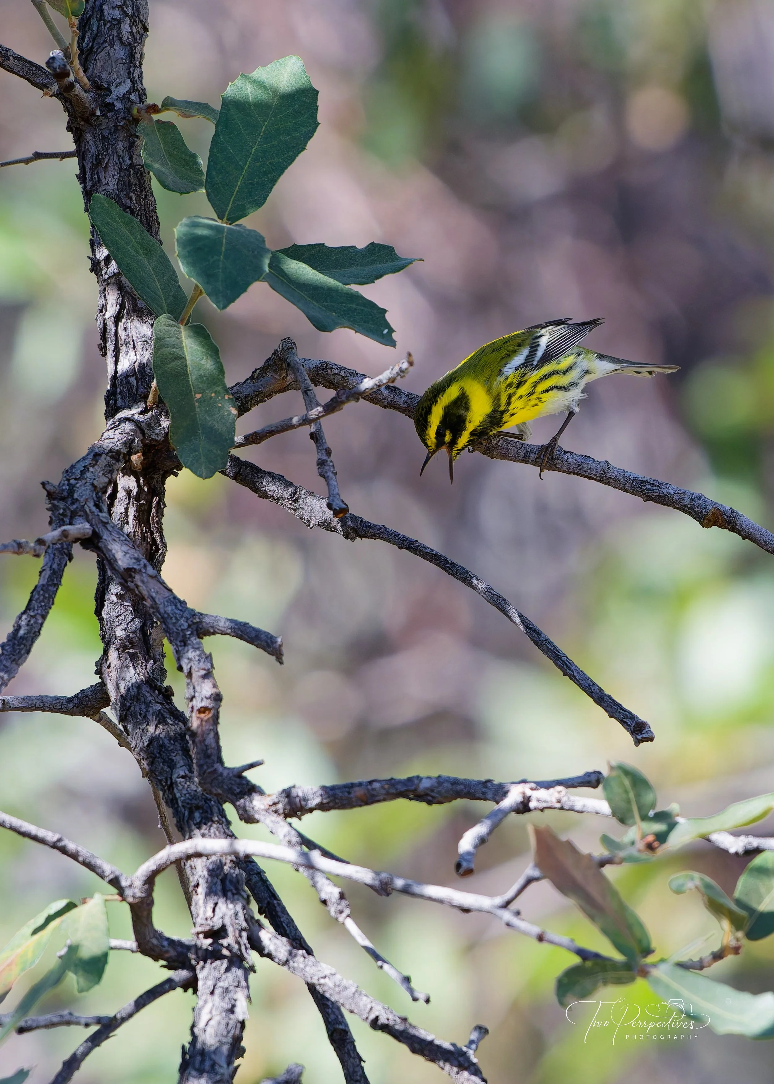 Male Townsend's Warbler.jpg