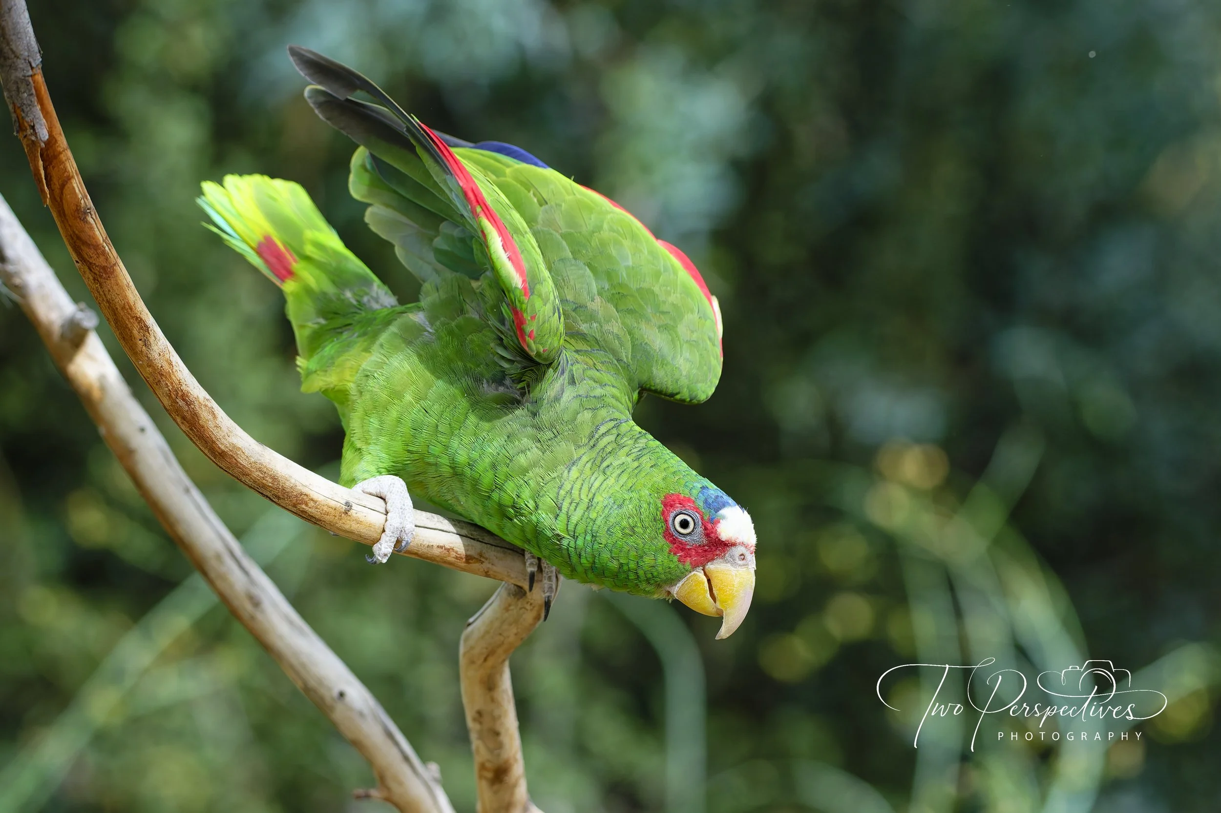 White-fronted Amazon Parrot.jpg