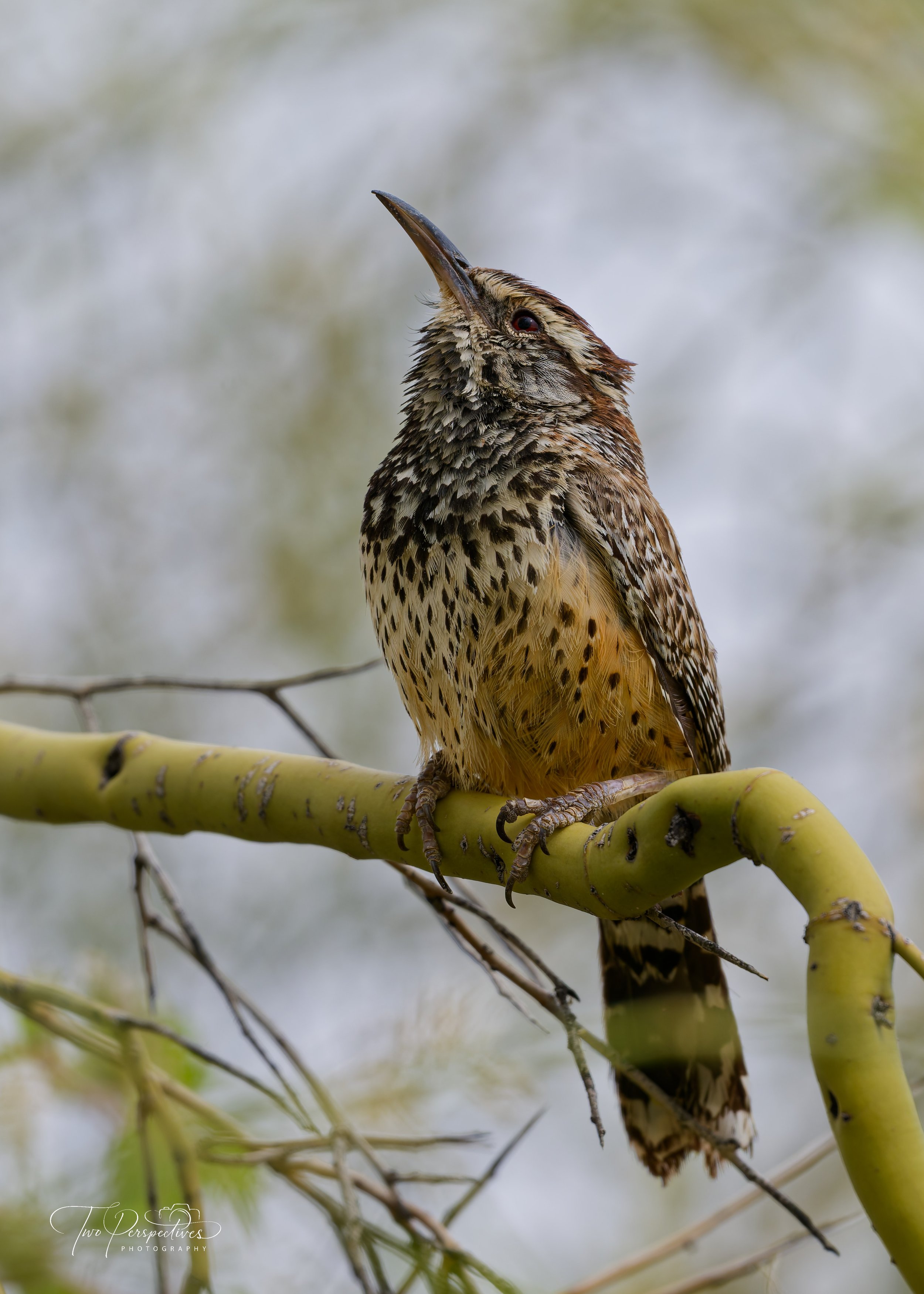 Cactus Wren Campylorhynchus brunneicapillus.jpg