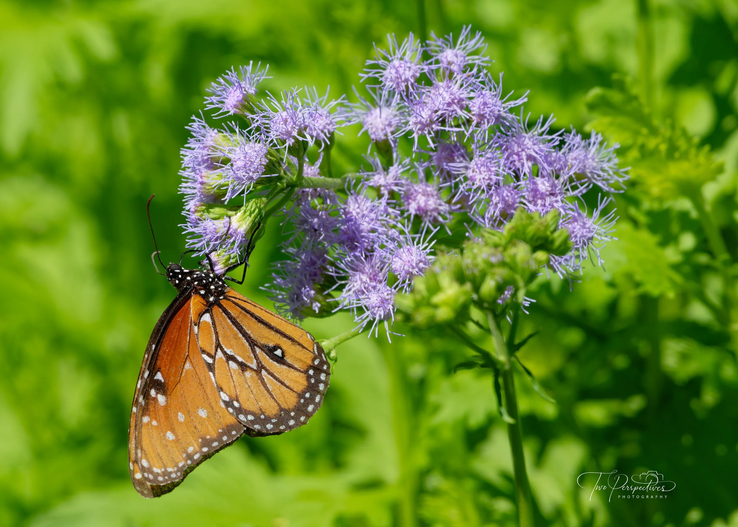 Queen Butterfly on a Blue Mistflower.jpg