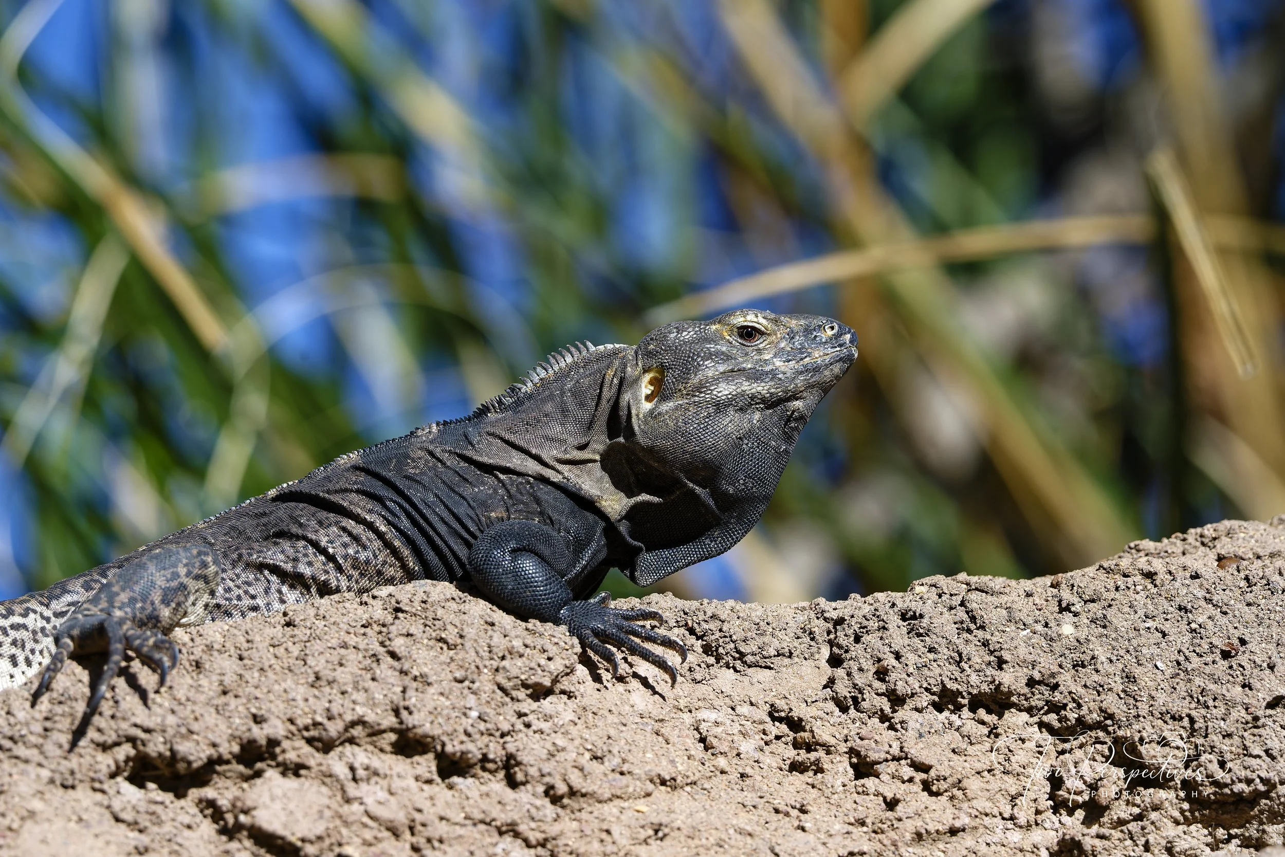 Black Spiny-tailed Iguana.jpg