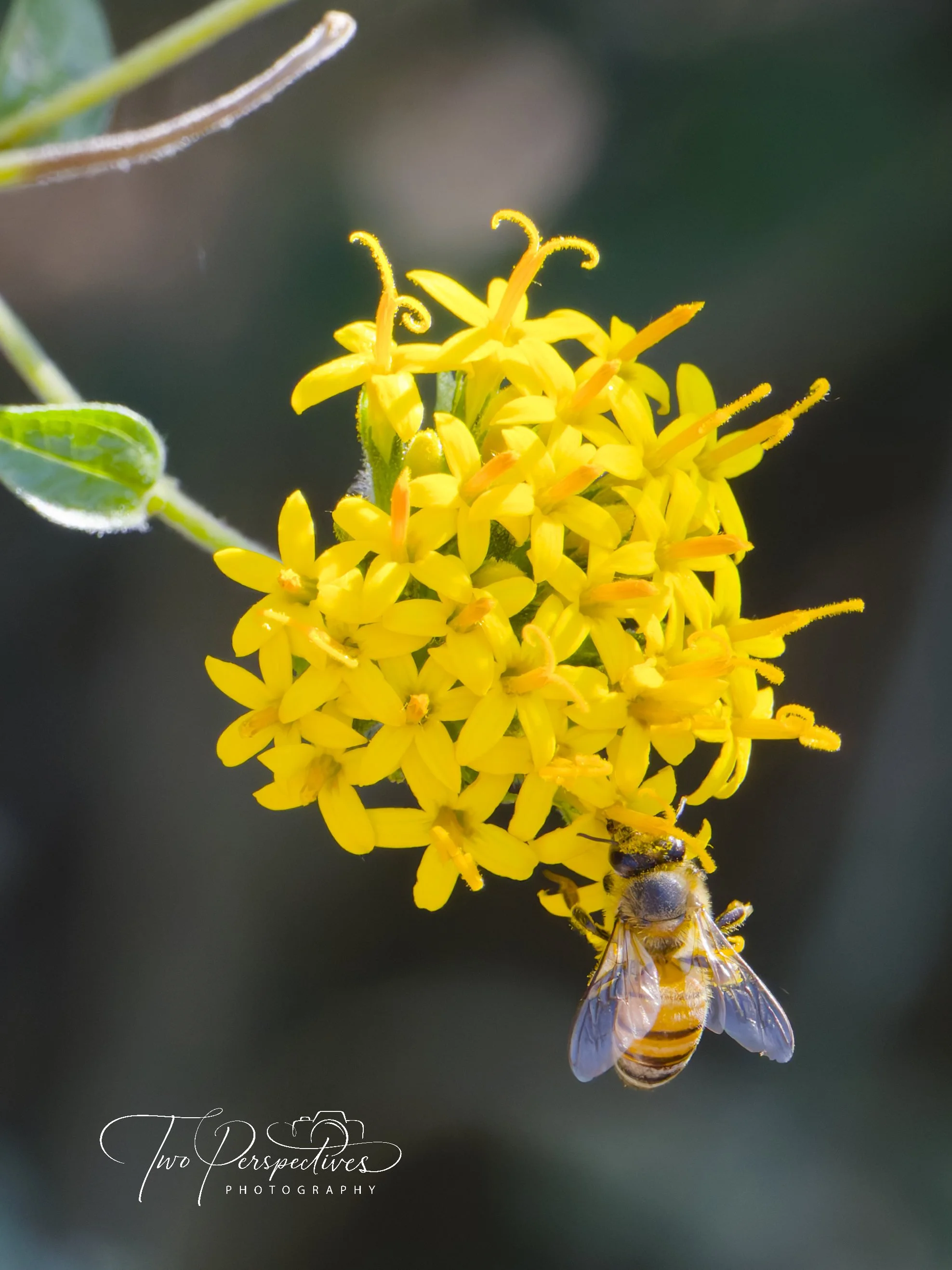 Western Honey Bee on a Confiturilla.jpg