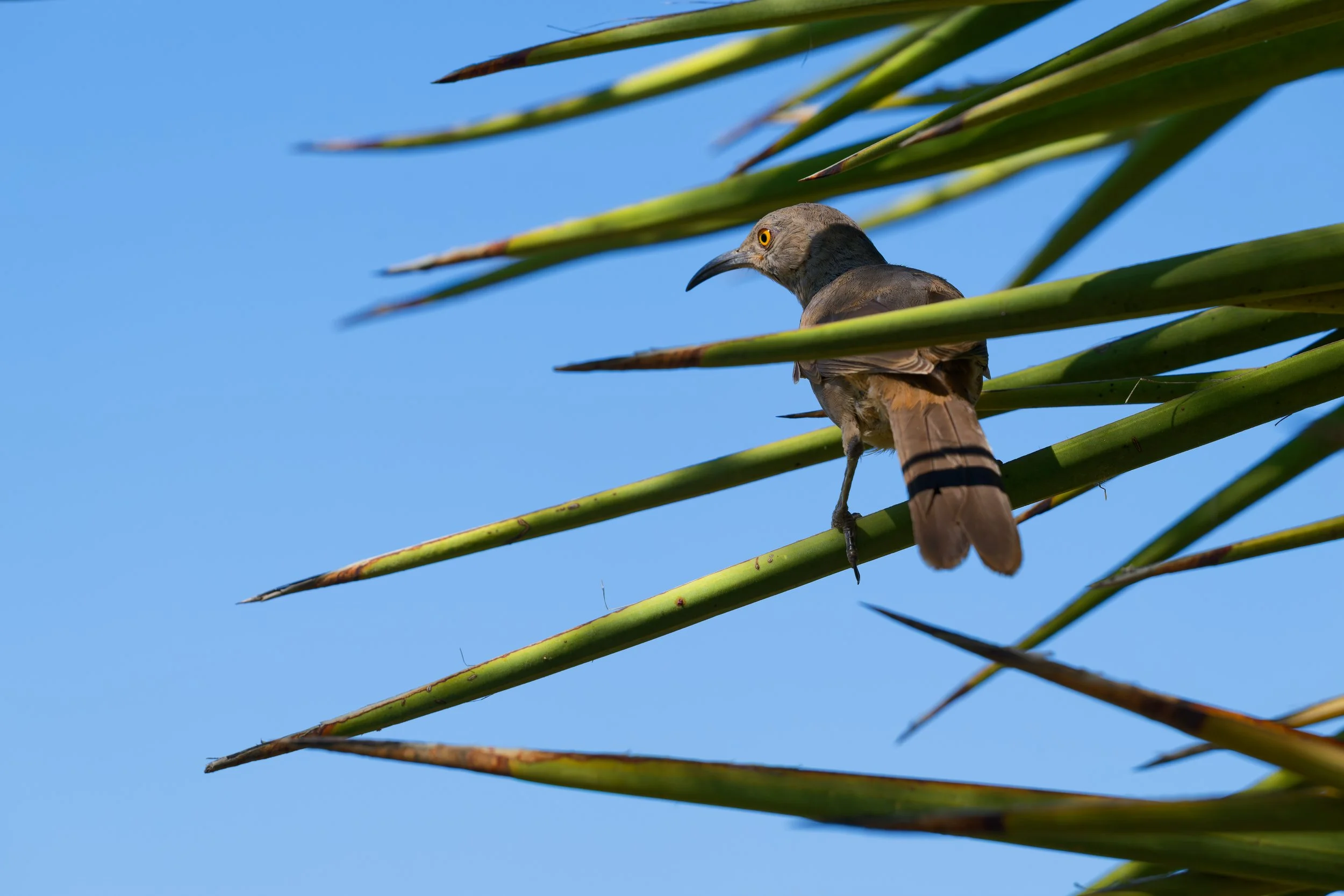 Curve-billed Thrasher Toxostoma curvirostre 2.jpg