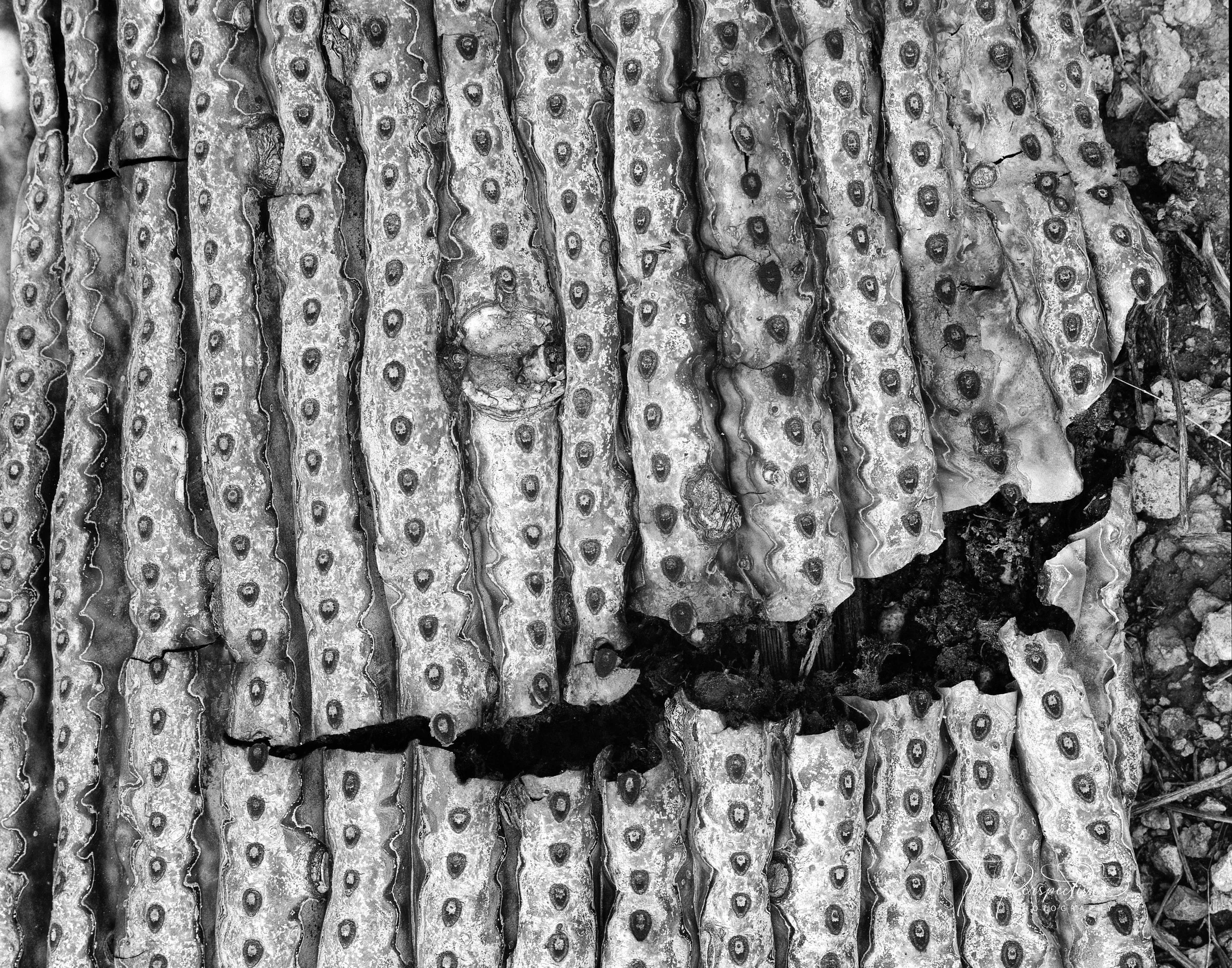 Saguaro Cactus Black & White.jpg