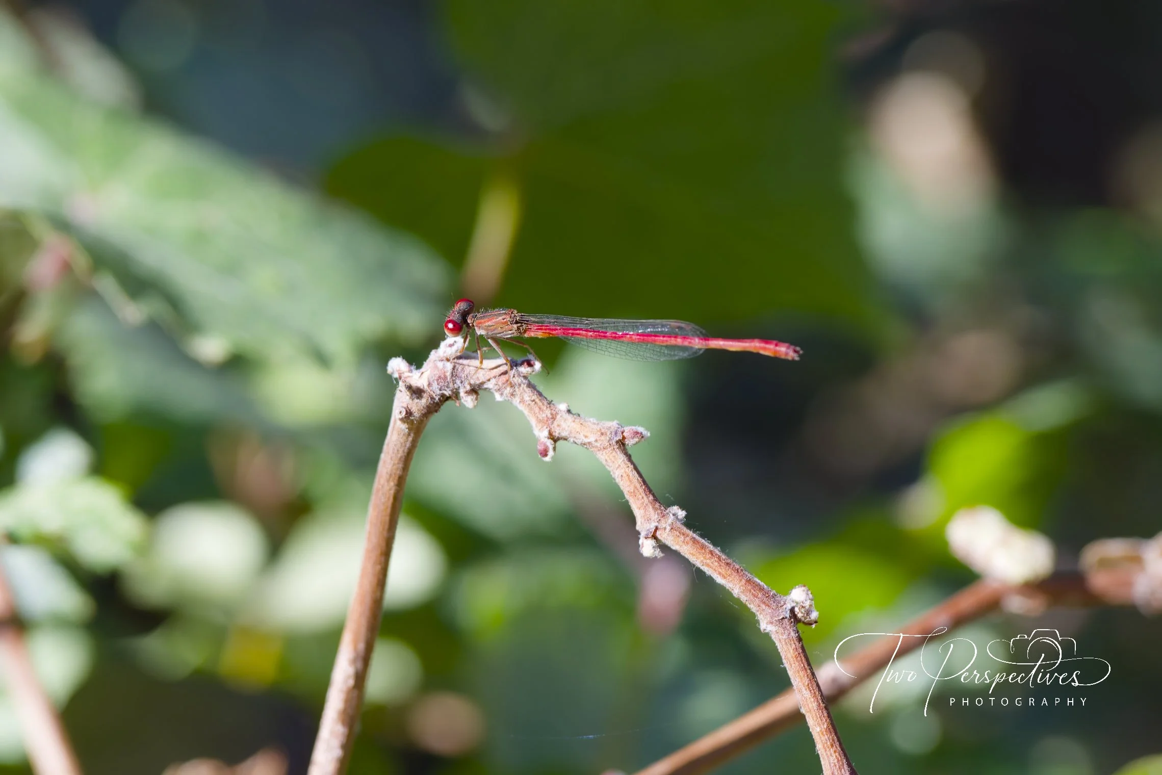 Desert Firetail Dragonfly.jpg