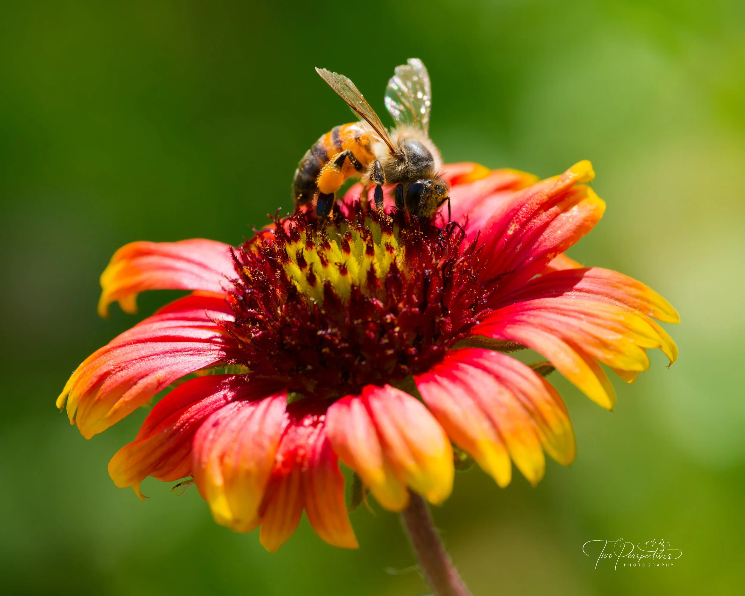 Western Honey Bee pollinating a Gaillardia Pulchella.jpg