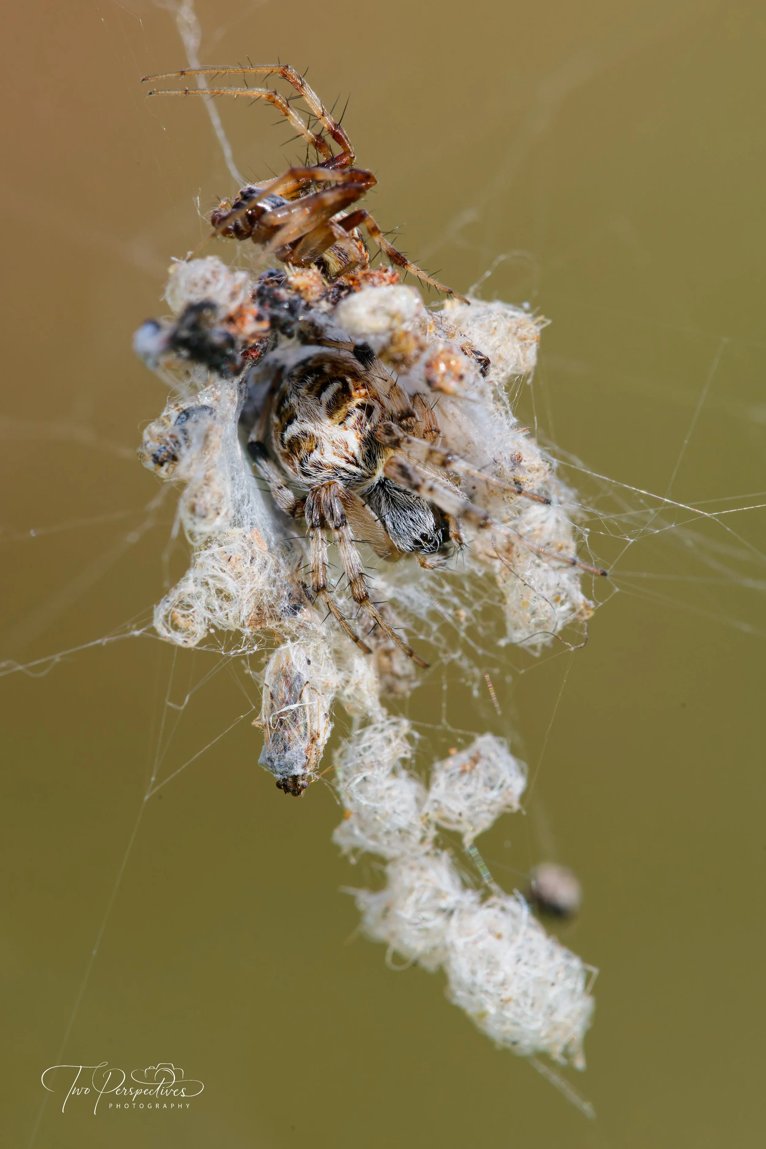 Trashline Orb Weaver 2.jpg