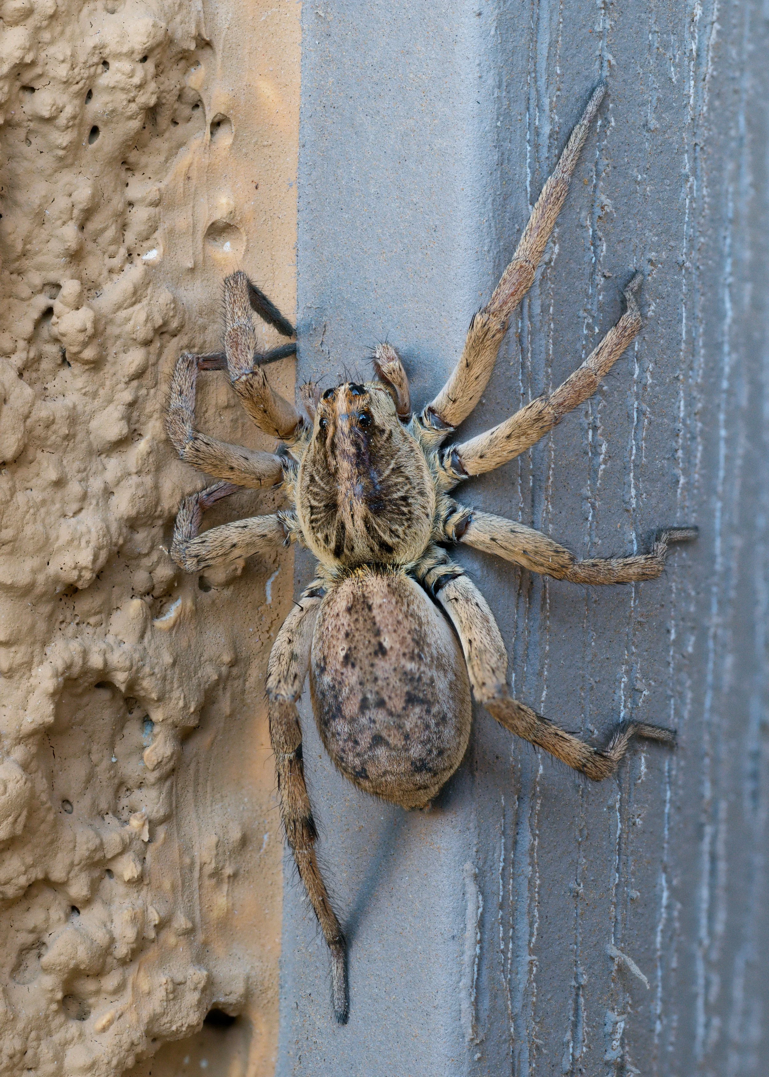 Wolf Spider.jpg