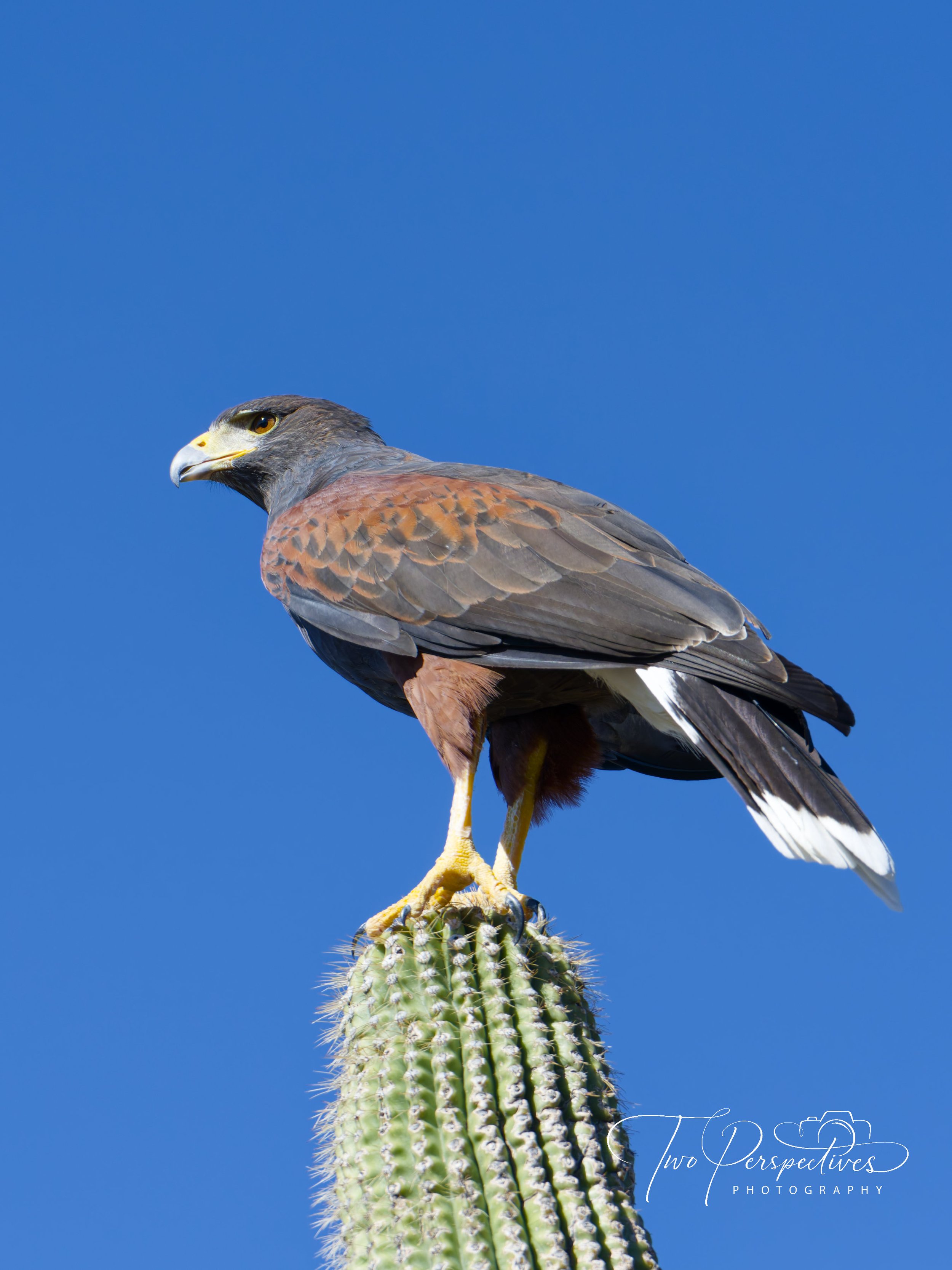 Harris's Hawk.jpg