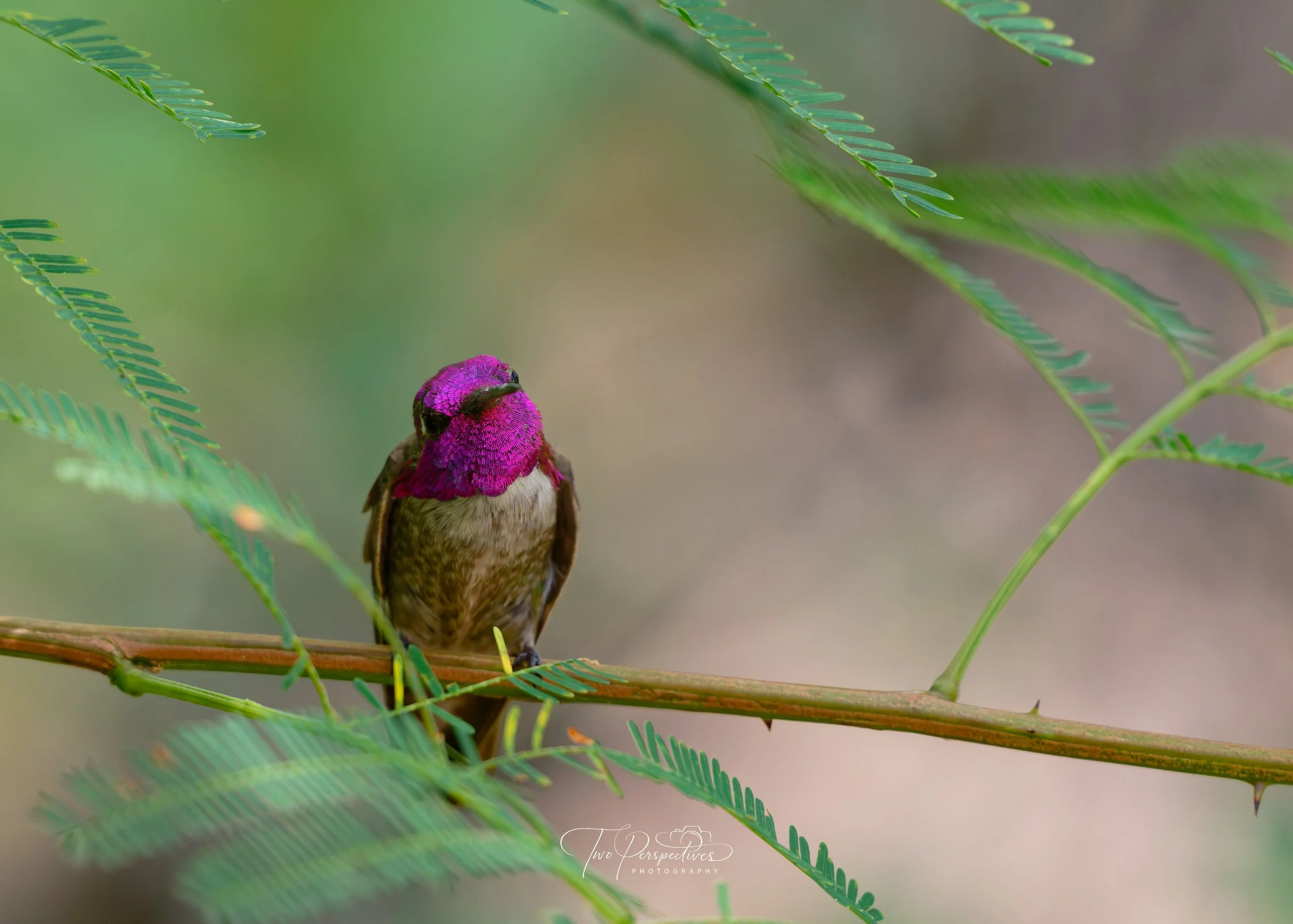 Male Anna's Hummingbird 2.jpg