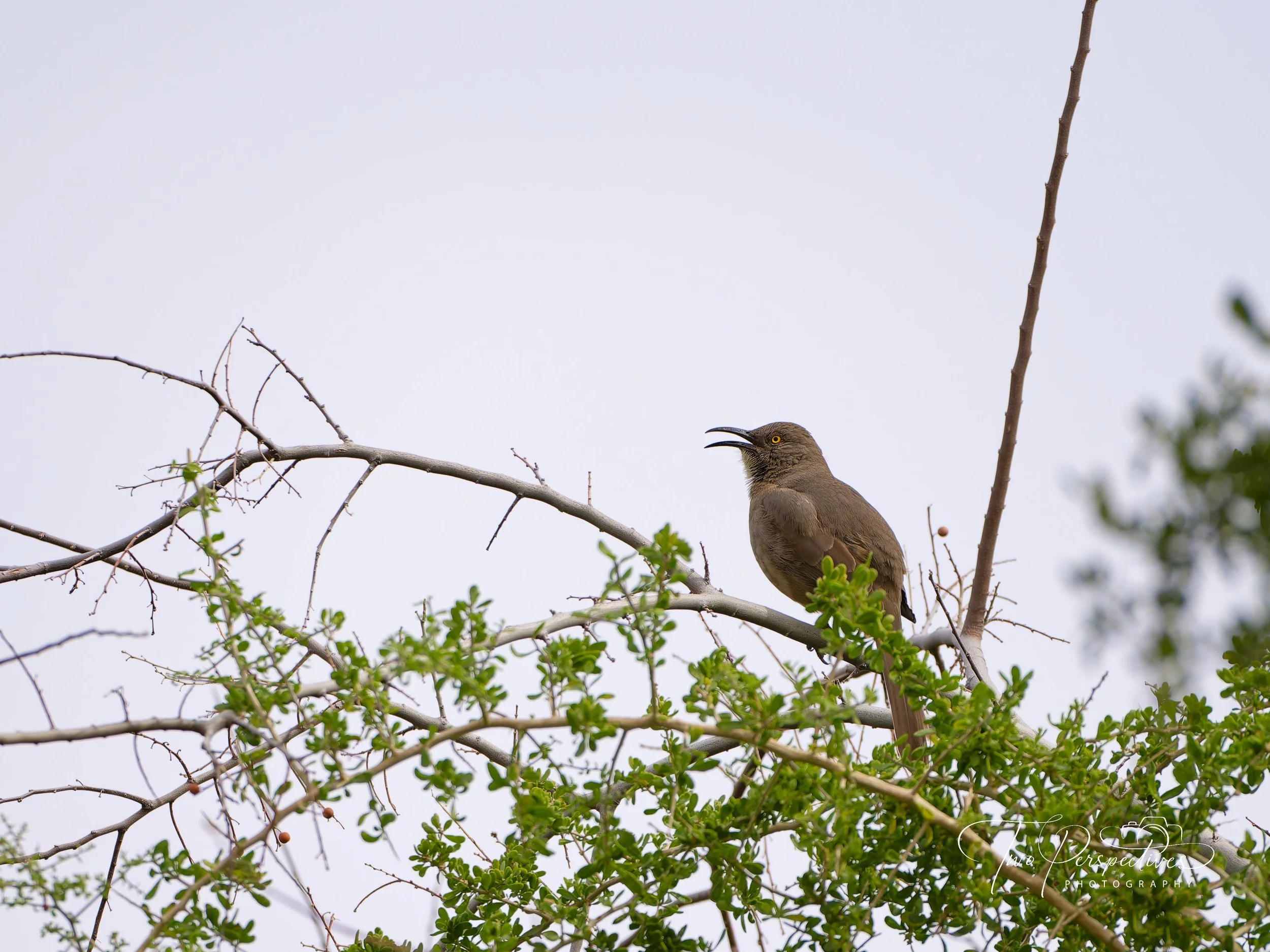 Curve-billed Thrasher.jpg