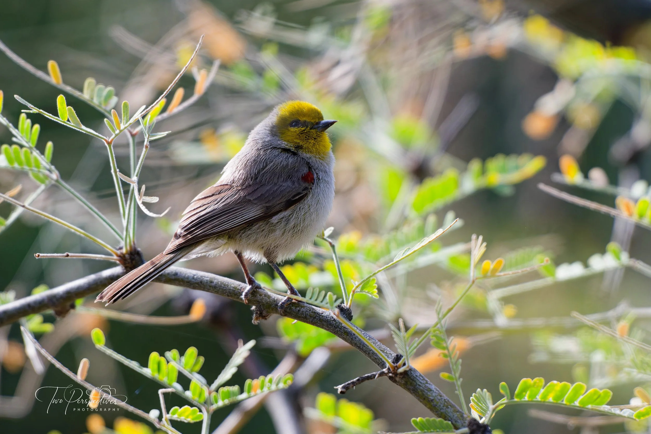 Verdin, Auriparus flaviceps.jpg