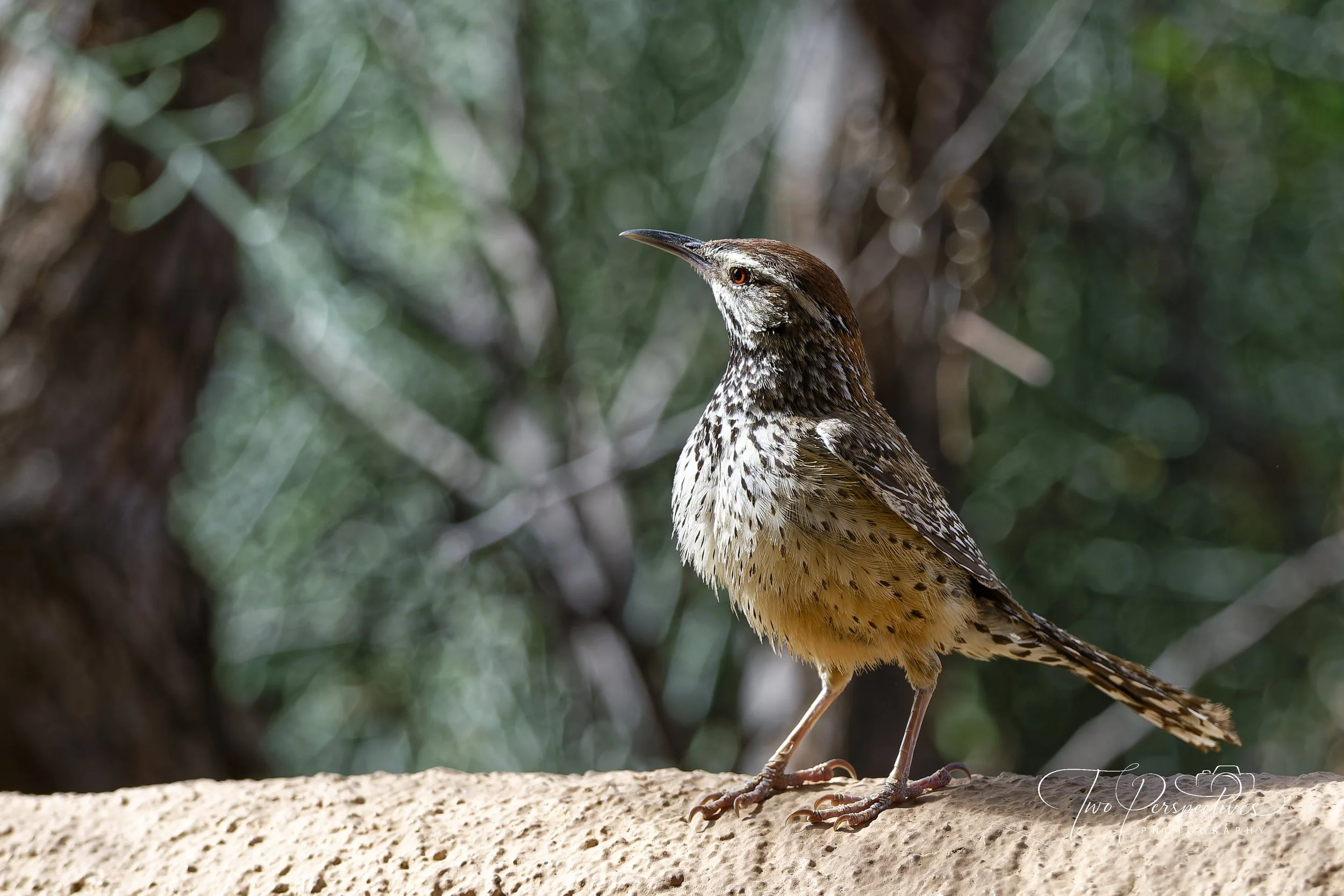 Cactus Wren Sonoran Desert Museum.jpg