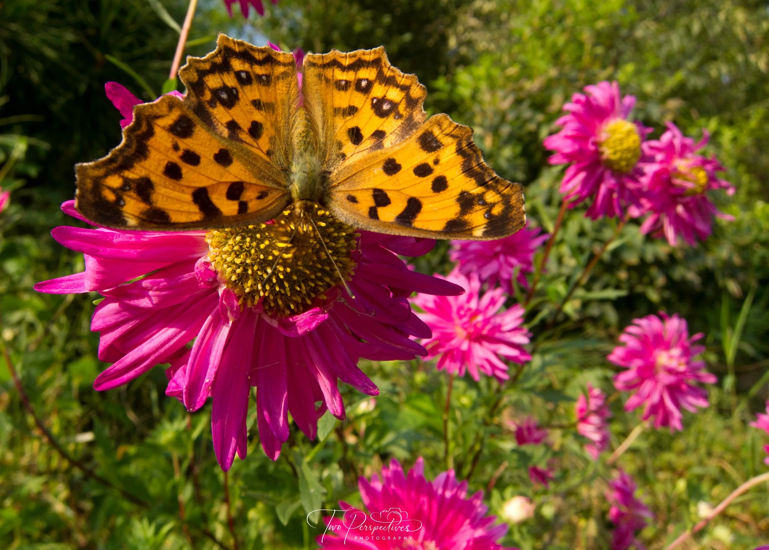 Asian Comma Butterfly taken near Osan Korea