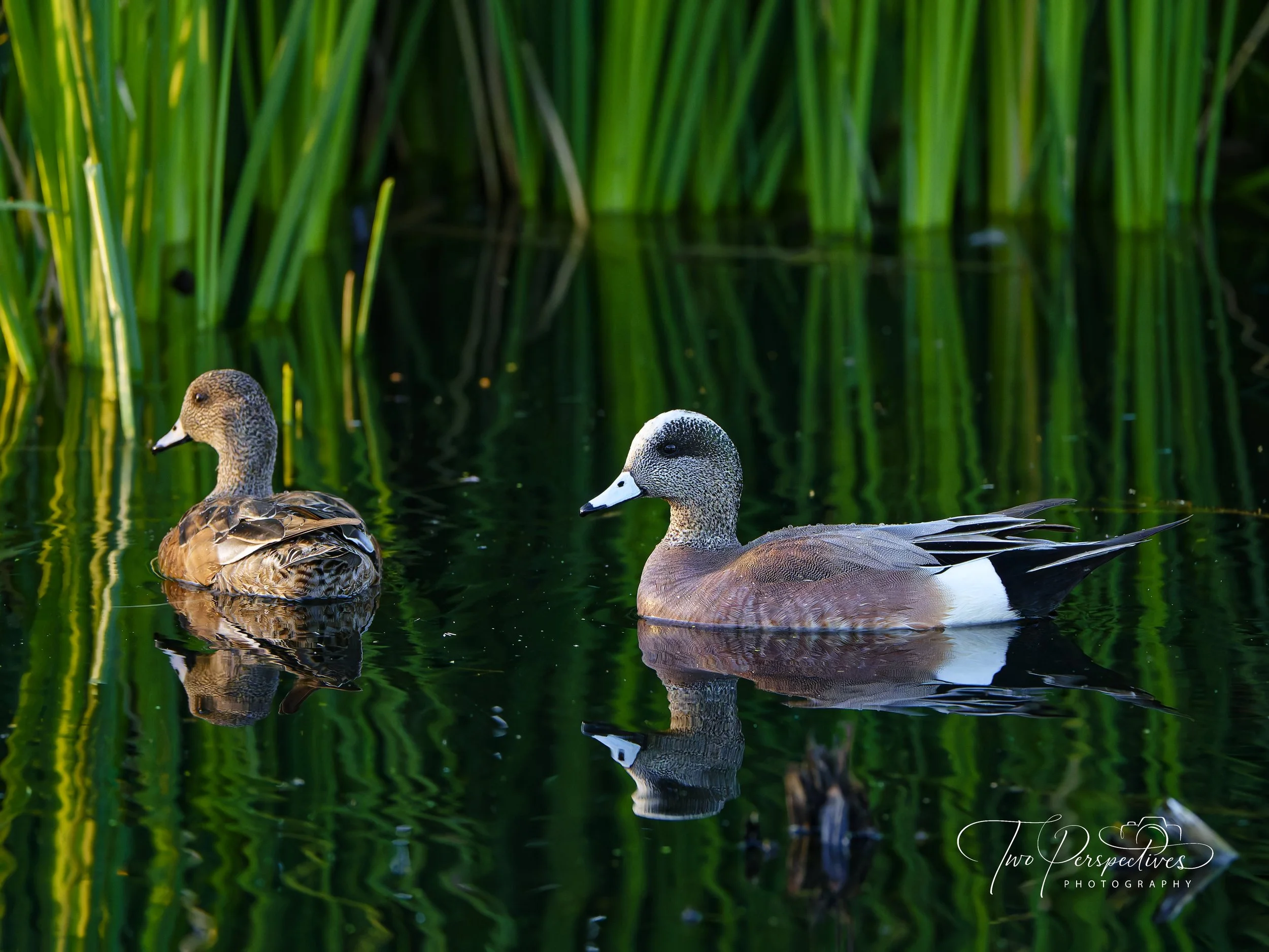 Male and Female American Wigeon.jpg