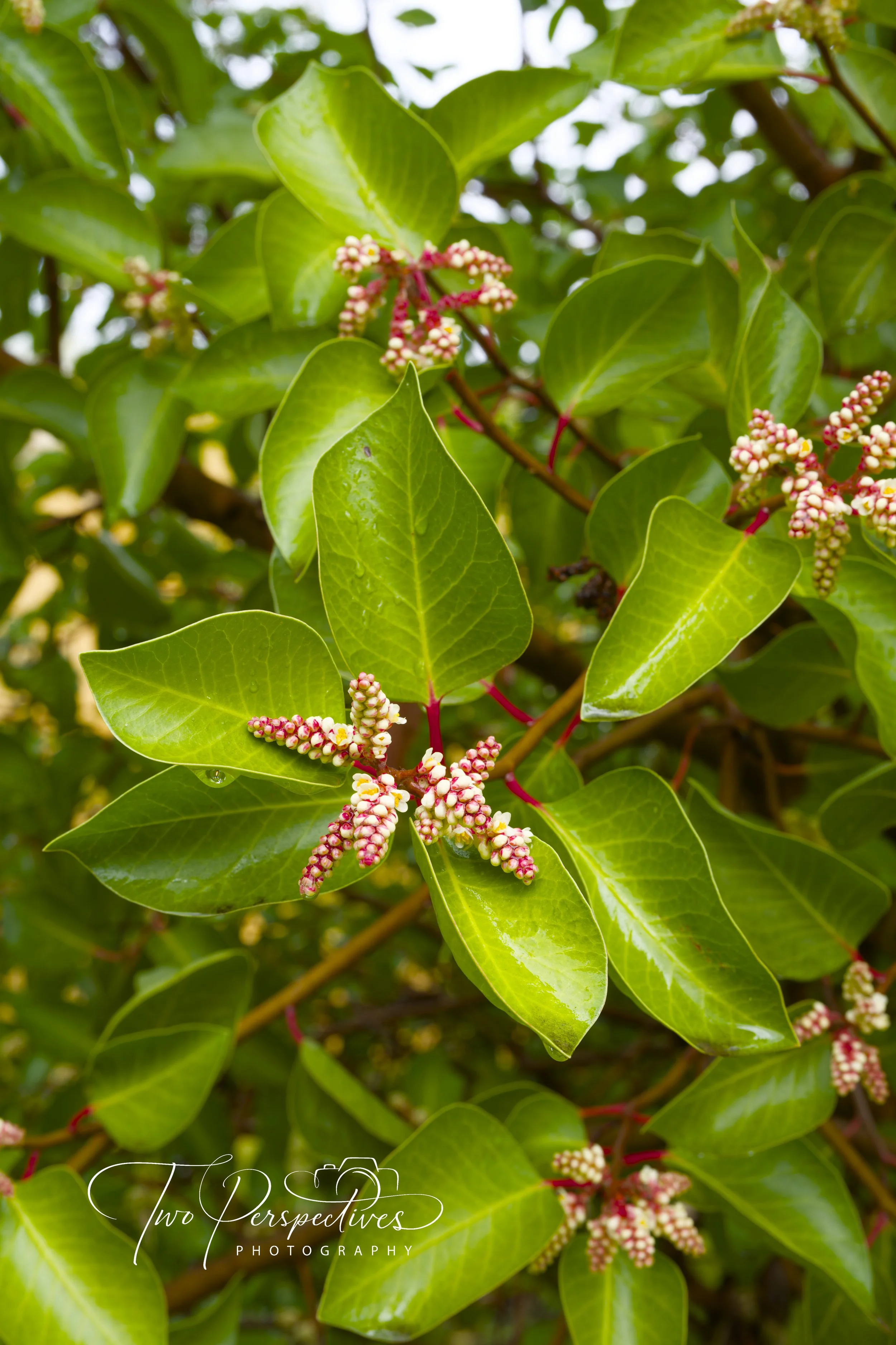 Sugar Bush.jpg