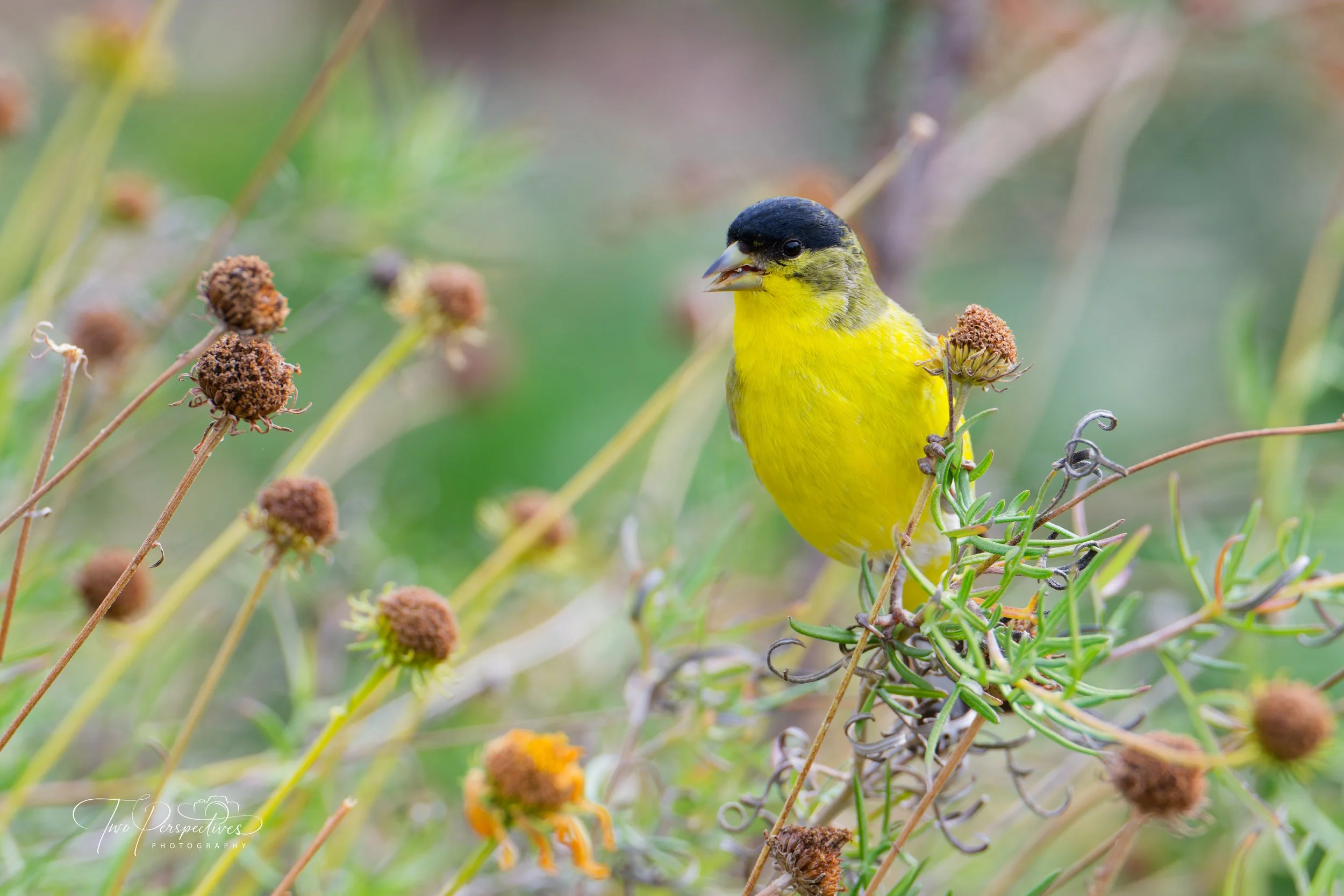 Lesser Goldfinch.jpg