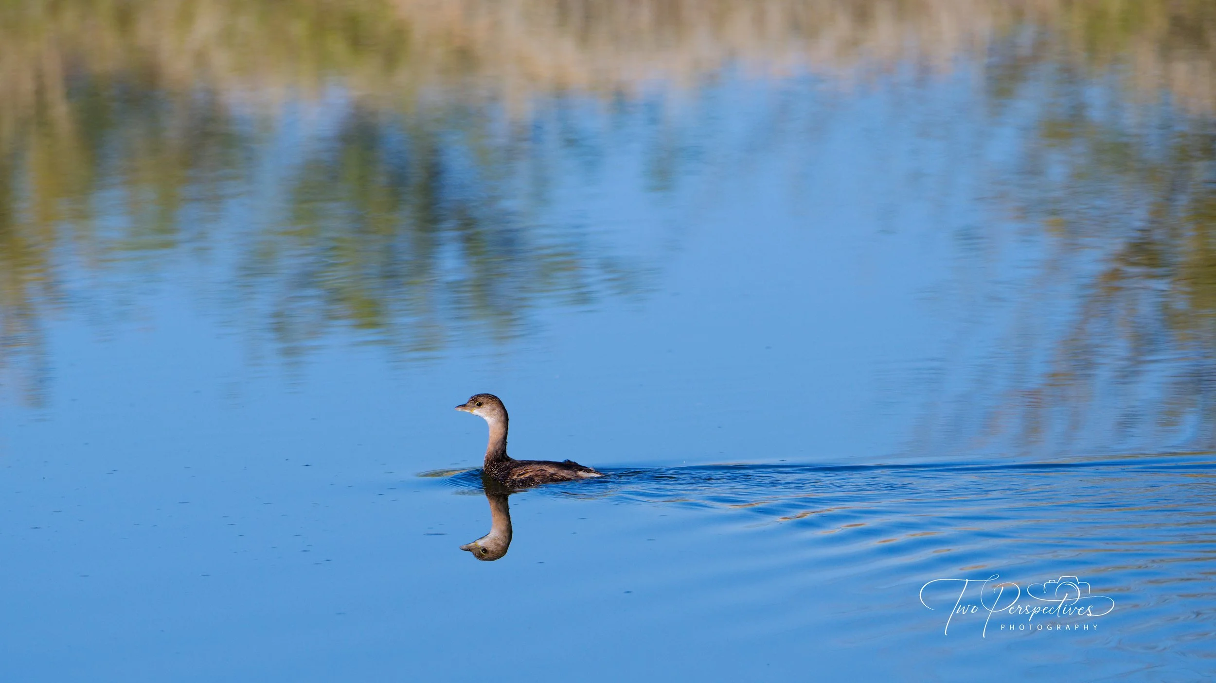 Pied-billed Grebe 2.jpg