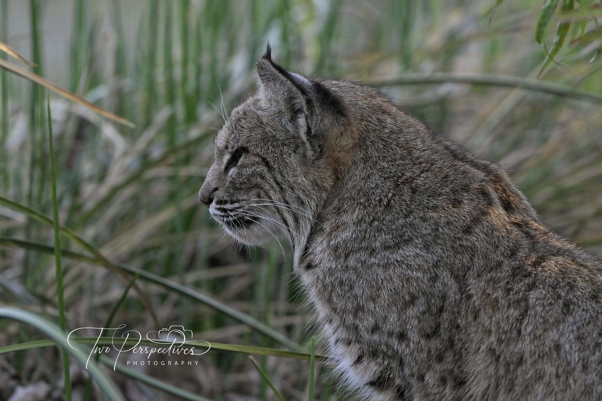 Bobcat Sweetwater Wetlands Tucson AZ 2.jpg