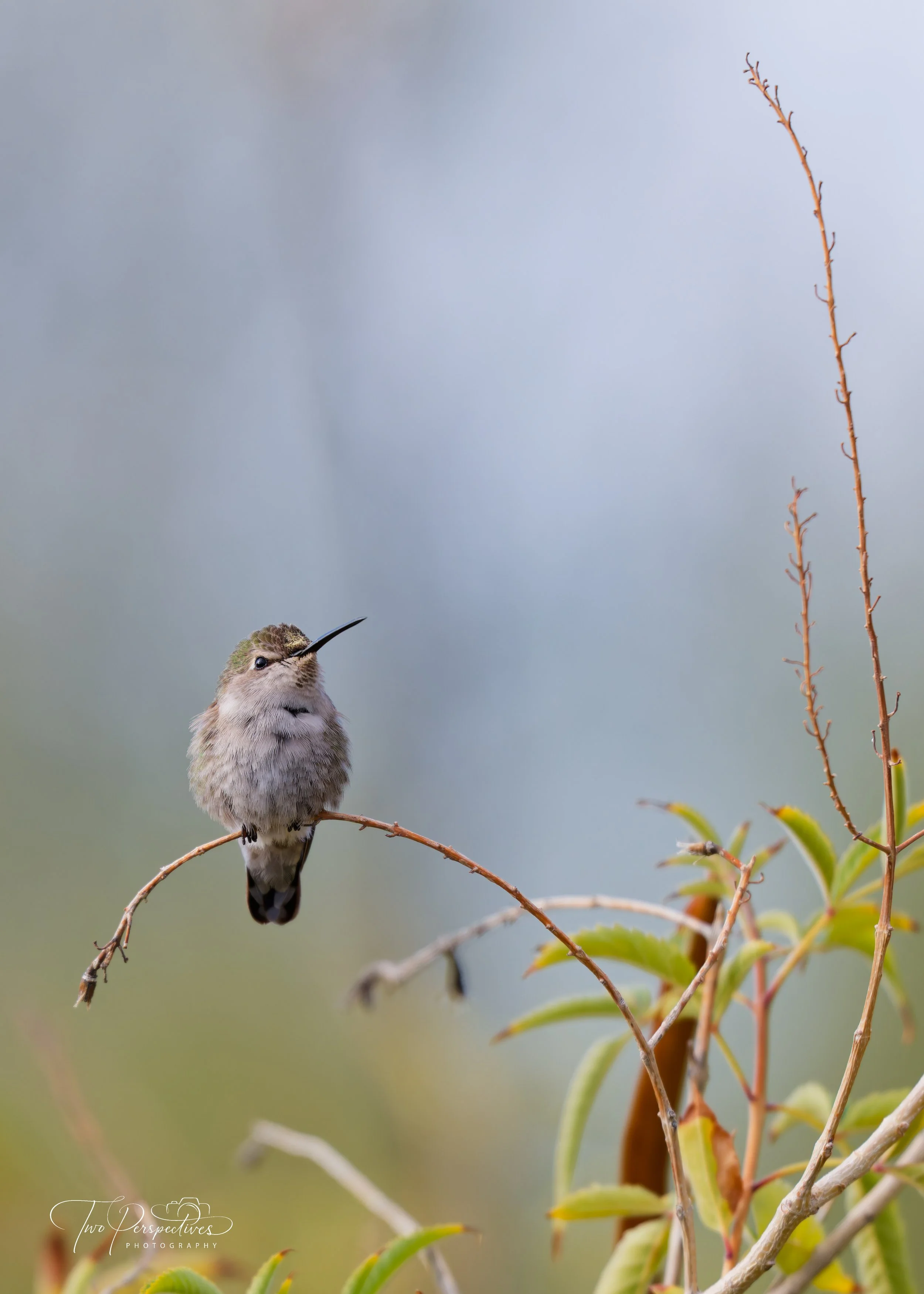 Female Costa's Hummingbird