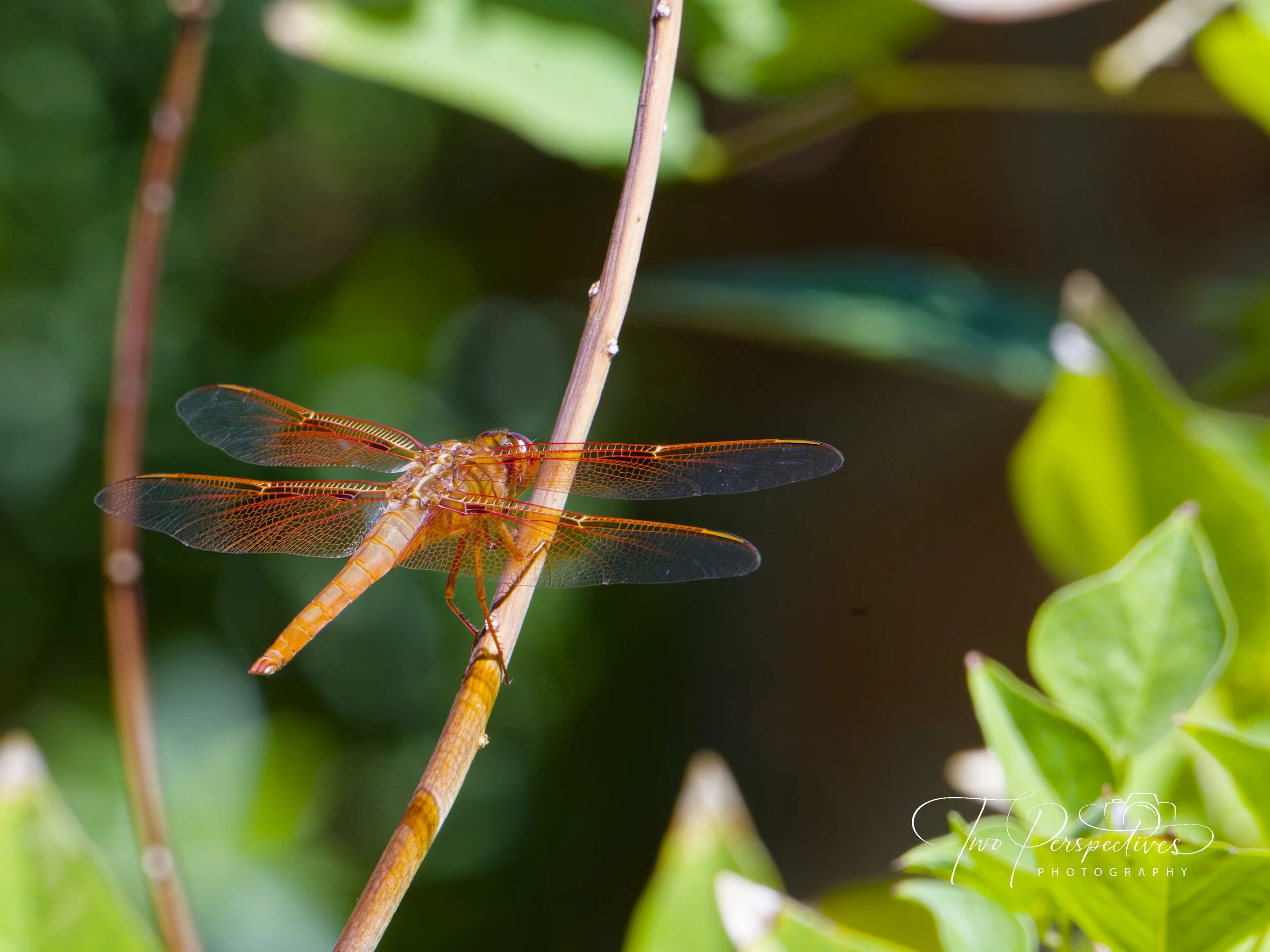 Male Flame Skimmer Dragonfly.jpg