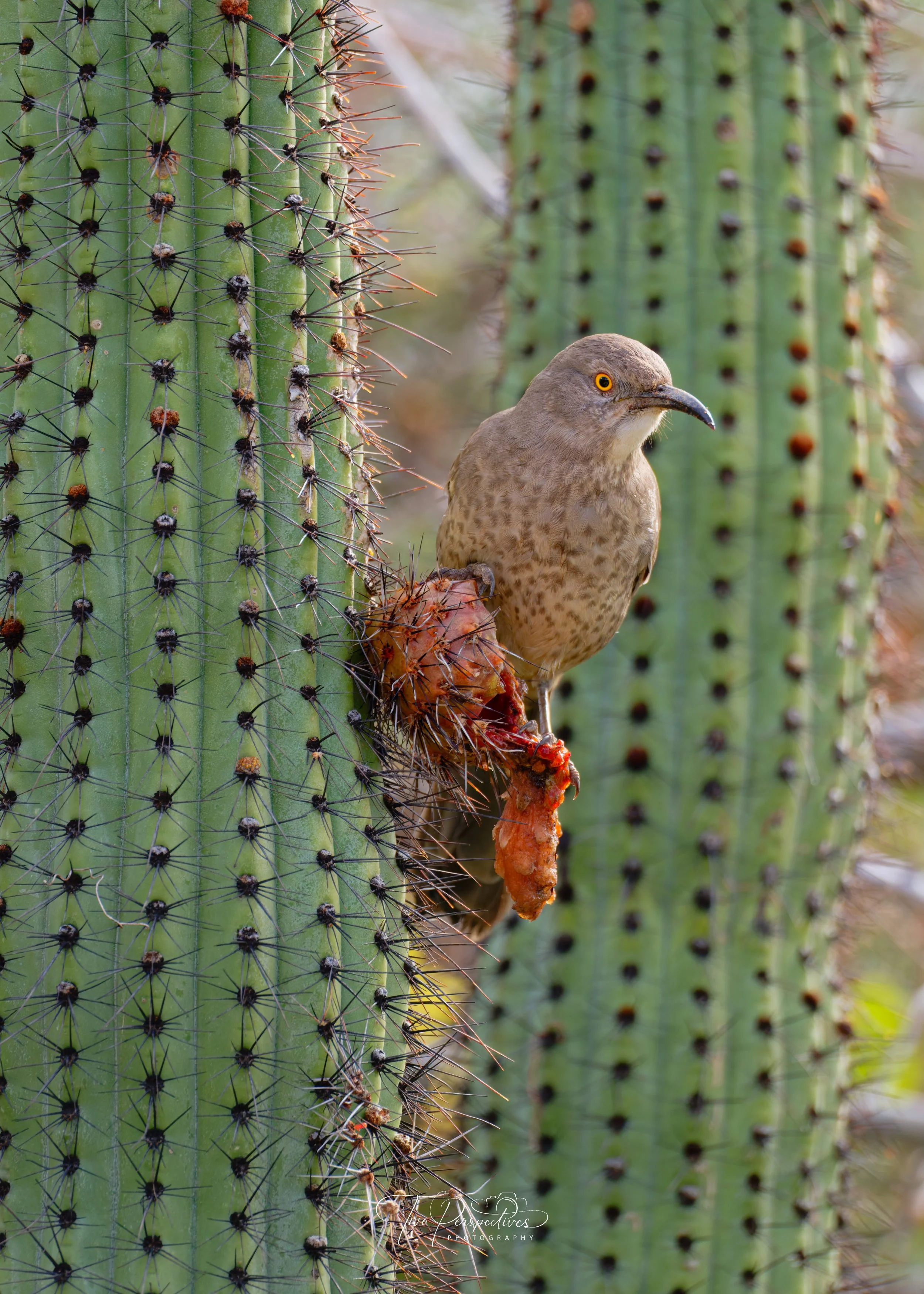 Curve-billed Thrasher Toxostoma curvirostre 3.jpg