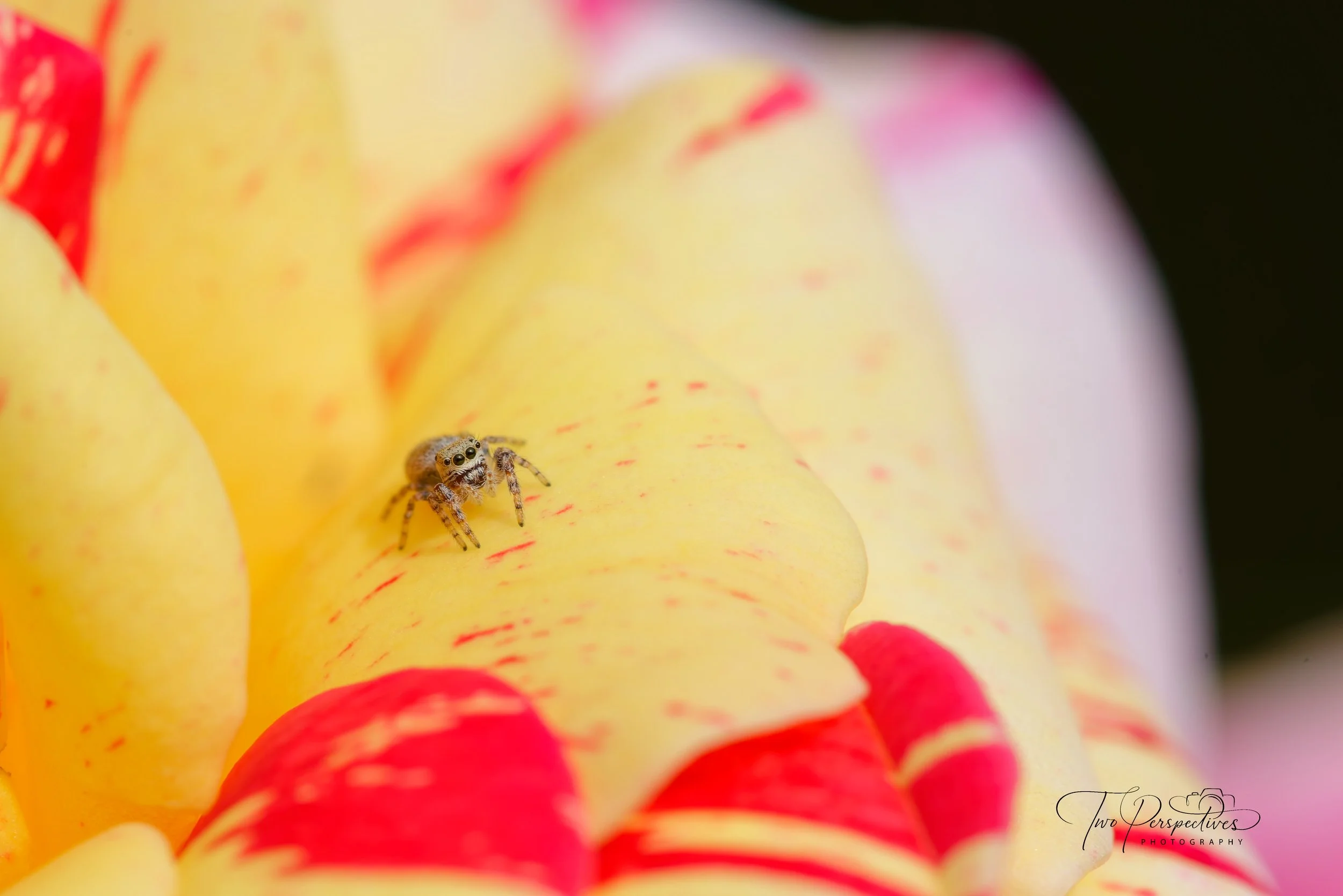 Jumping Spider.jpg