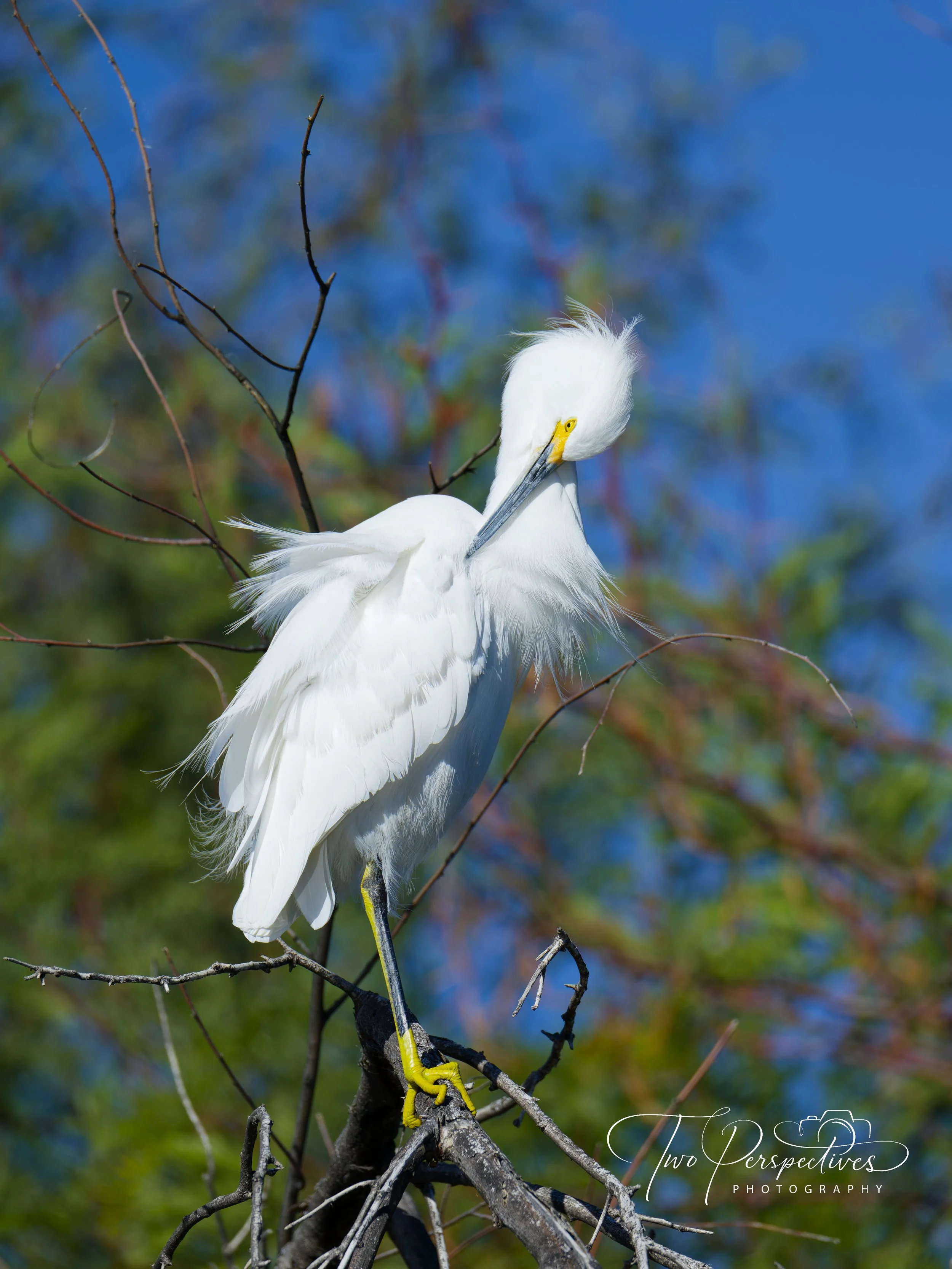 Snowy Egret Sweet Water Wetlands Tucson AZ 3.jpg