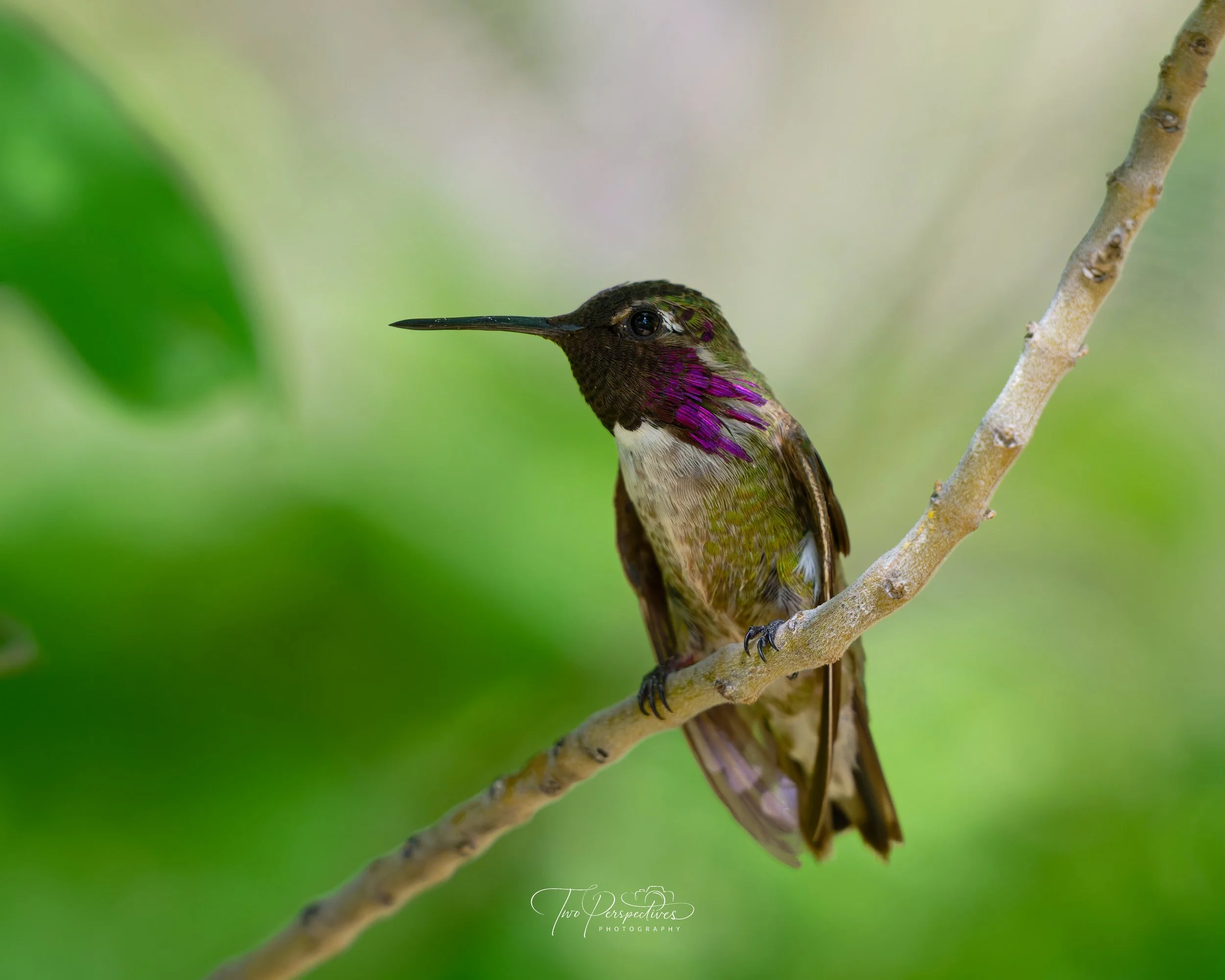 Male Costa's Hummingbird 2.jpg